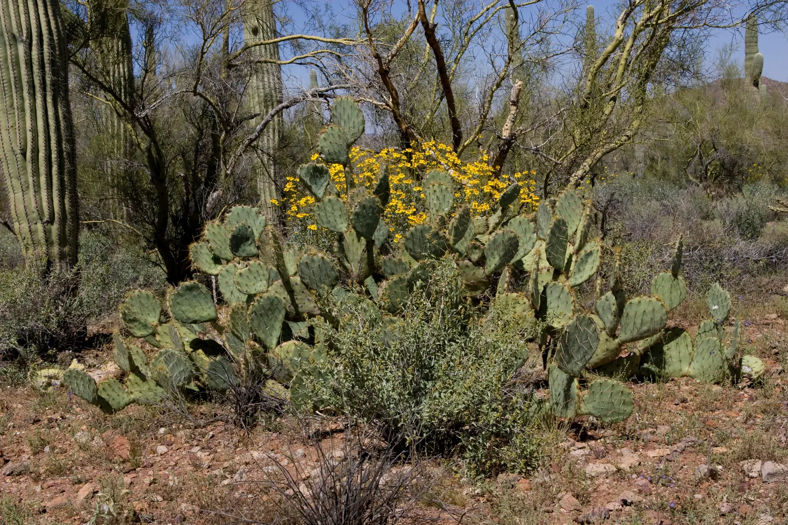 Arizona Yellow Bells (Tecoma Stans 'Angustata') — from accent pieces to foundation plantings.<br><br>Adapted to arid environments
