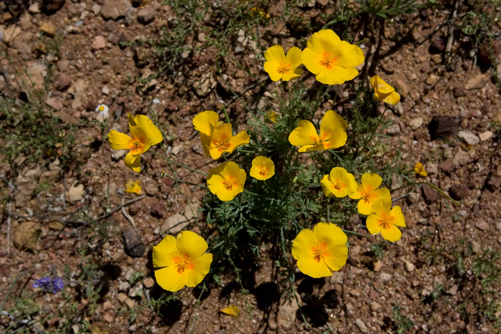 Arizona Yellow Bells (Tecoma Stans 'Angustata') — The Arizona Yellow Bells (Tecoma stans v