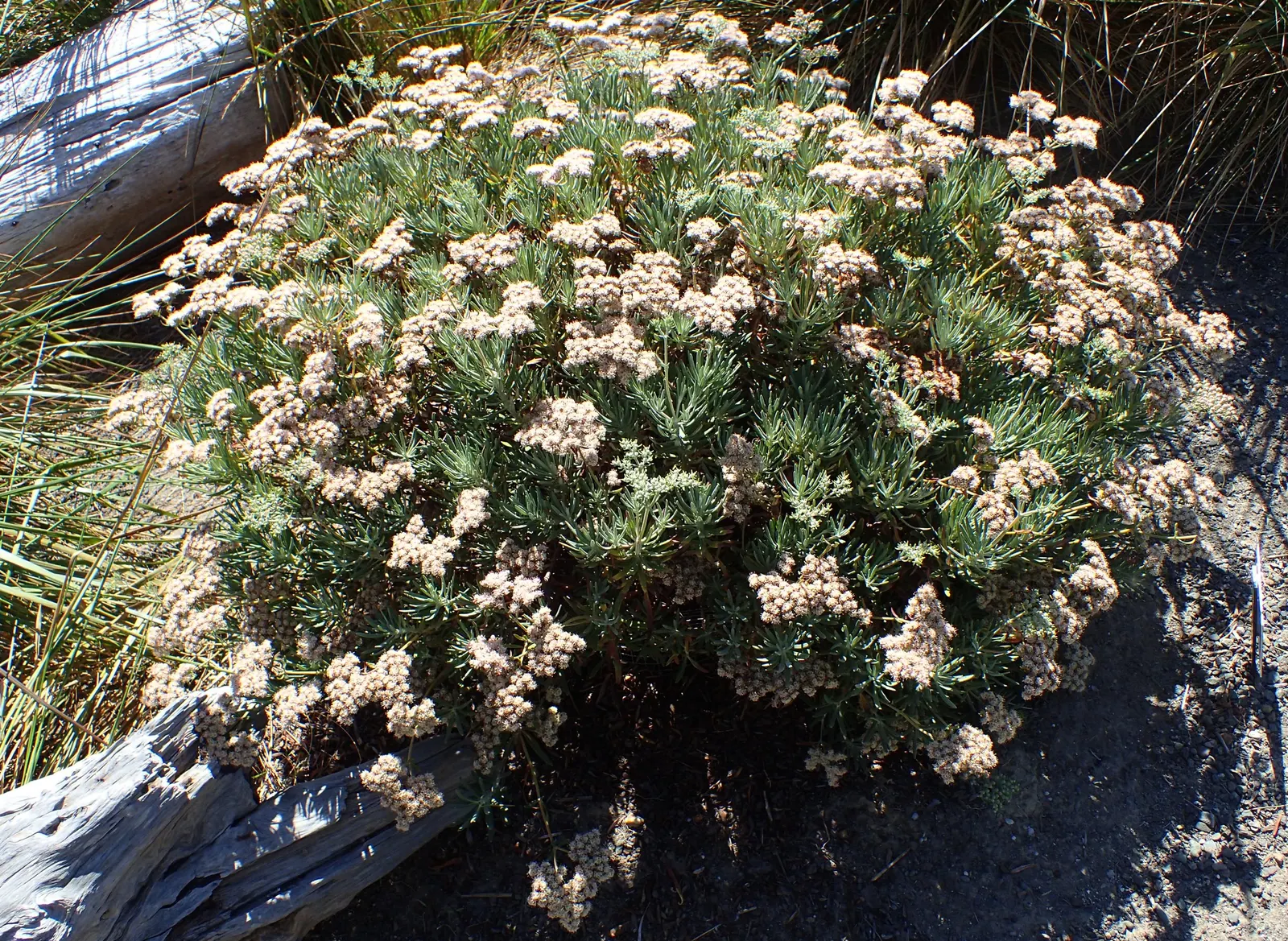 Santa Cruz Island Buckwheat (Eriogonum Arborescens) — it's ideal for xeriscaping and coastal environments