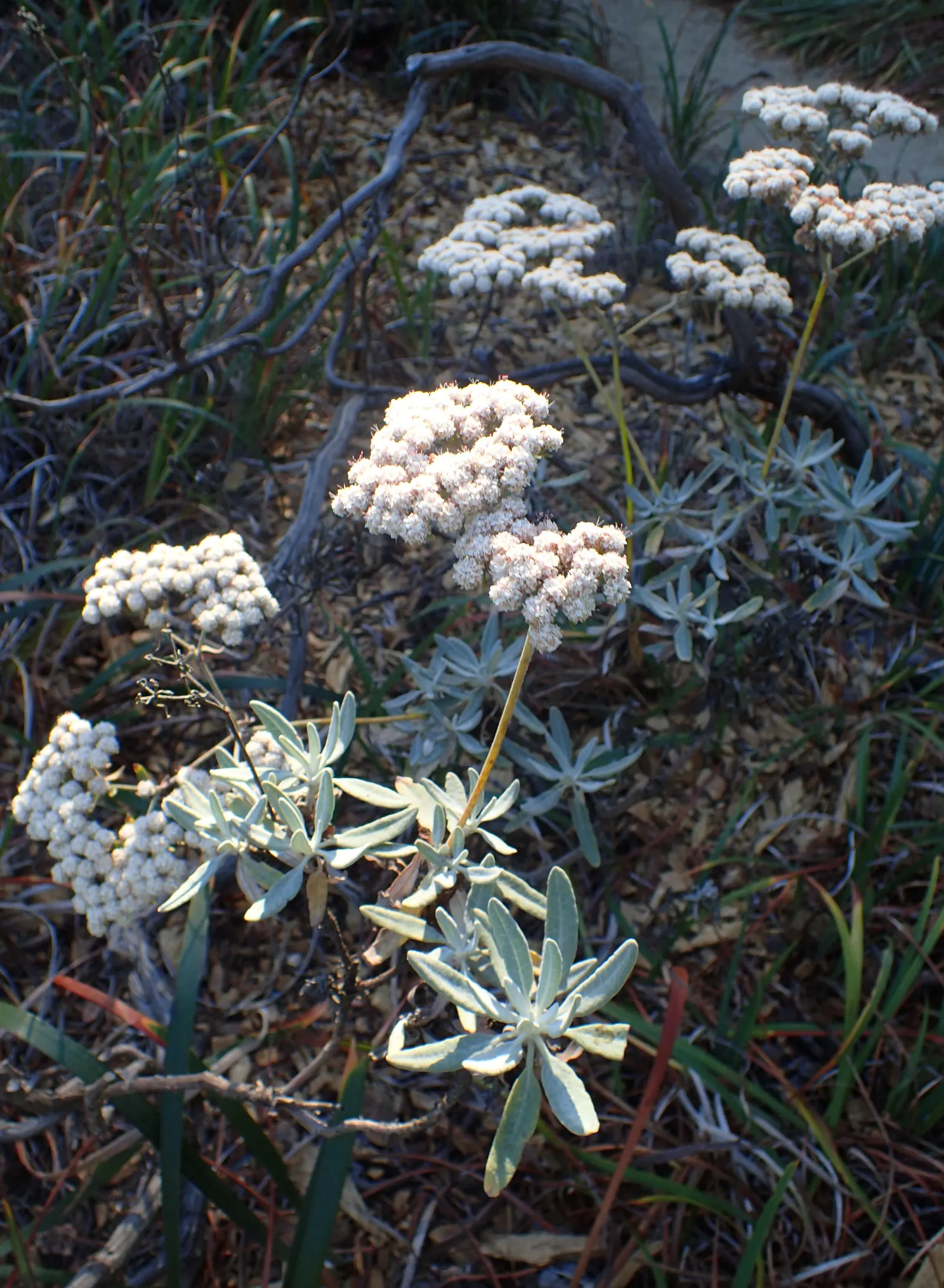 Santa Cruz Island Buckwheat (Eriogonum Arborescens) — multi-colored and pink and red and white flowers in the garden