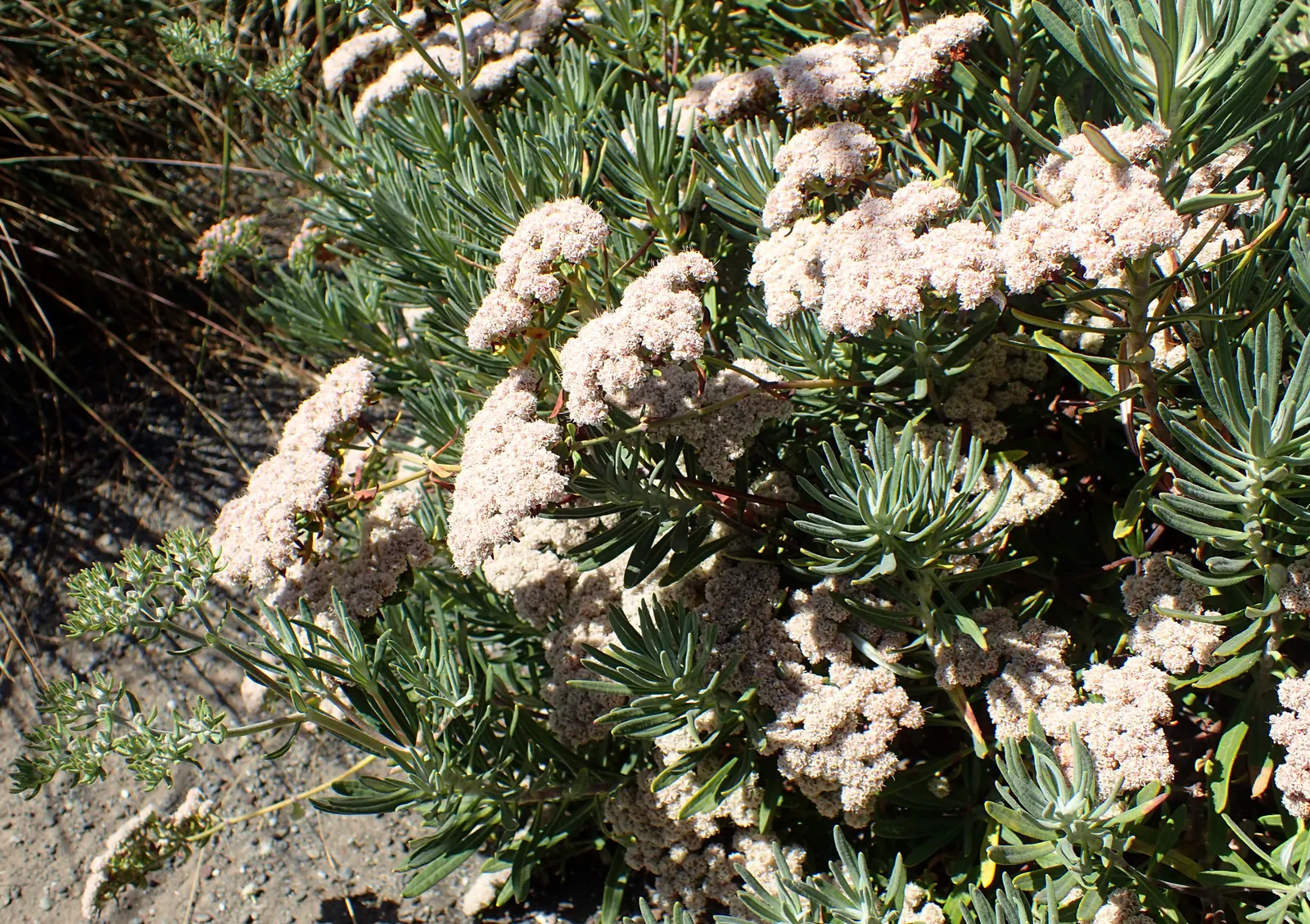 Santa Cruz Island Buckwheat (Eriogonum Arborescens) — spoon-shaped leaves that add a fine textured contrast within garden compositions