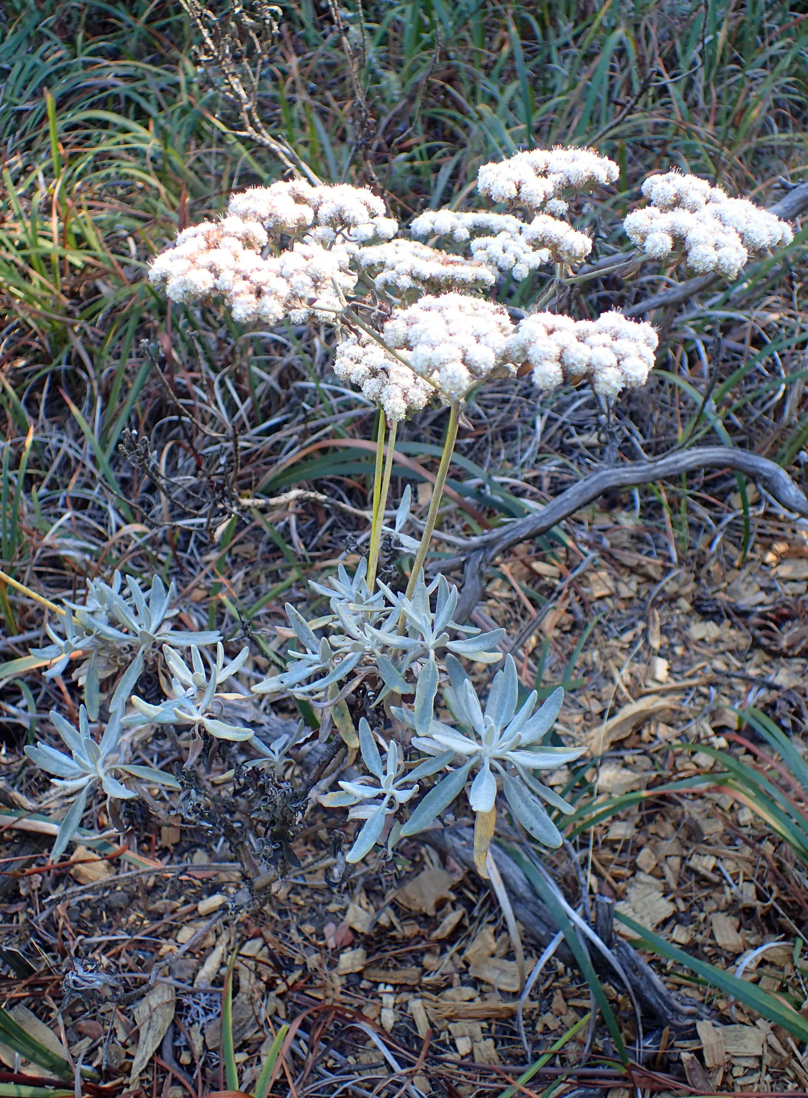 Santa Cruz Island Buckwheat (Eriogonum Arborescens) — coastal ambiance.<br><br>Eriogonum arborescens typically grows to a sizeable 3 to 6 feet in height