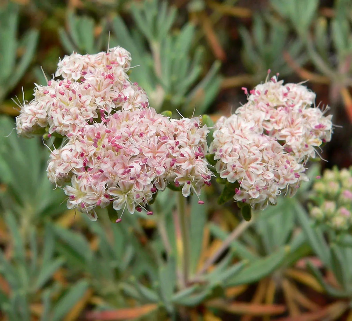 Santa Cruz Island Buckwheat (Eriogonum Arborescens) — A gem among drought-tolerant plants