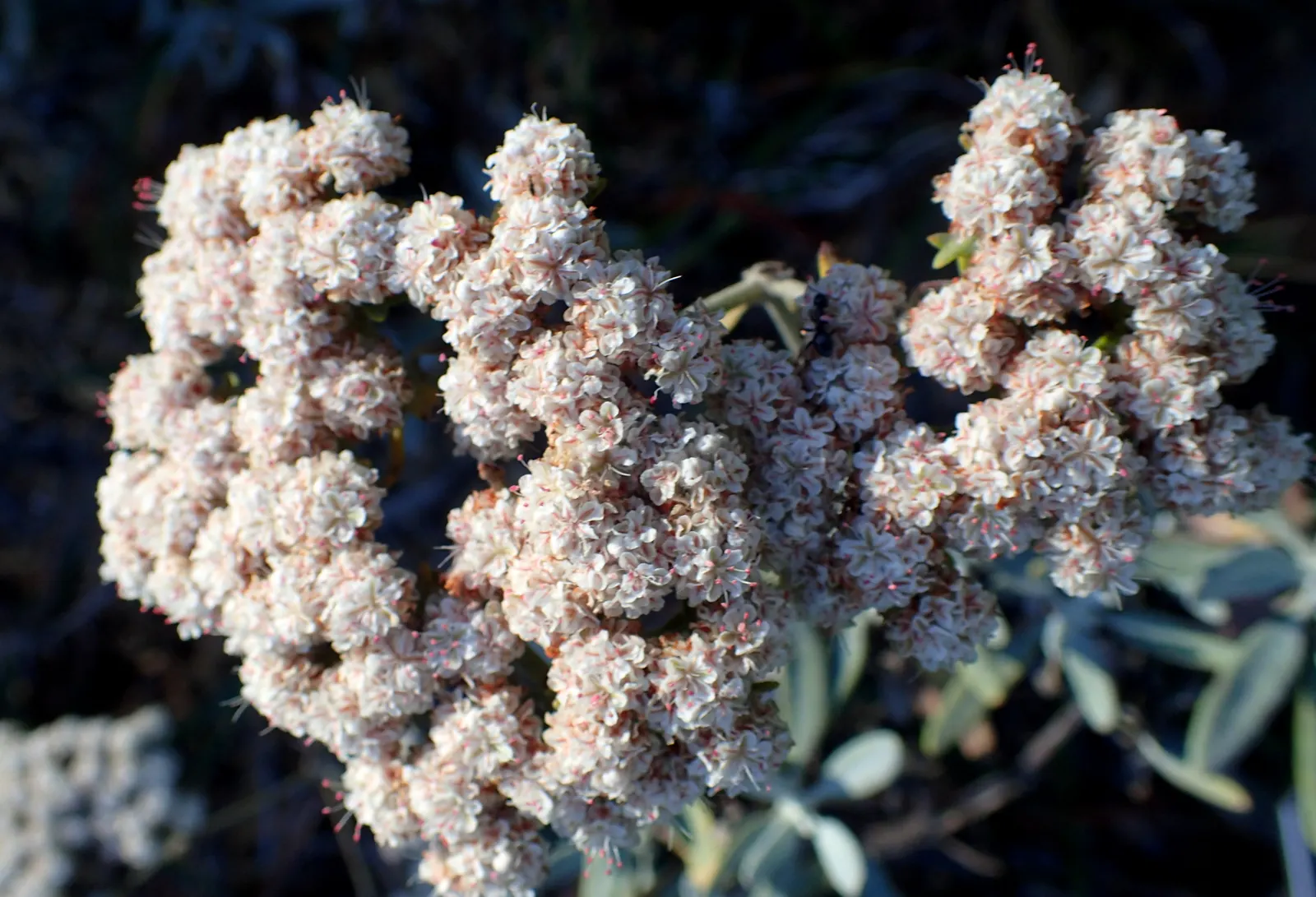 Santa Cruz Island Buckwheat (Eriogonum Arborescens) — spreading up to 5 ft wide with chalky-green foliage and frothy white to pink flower clusters, image 26
