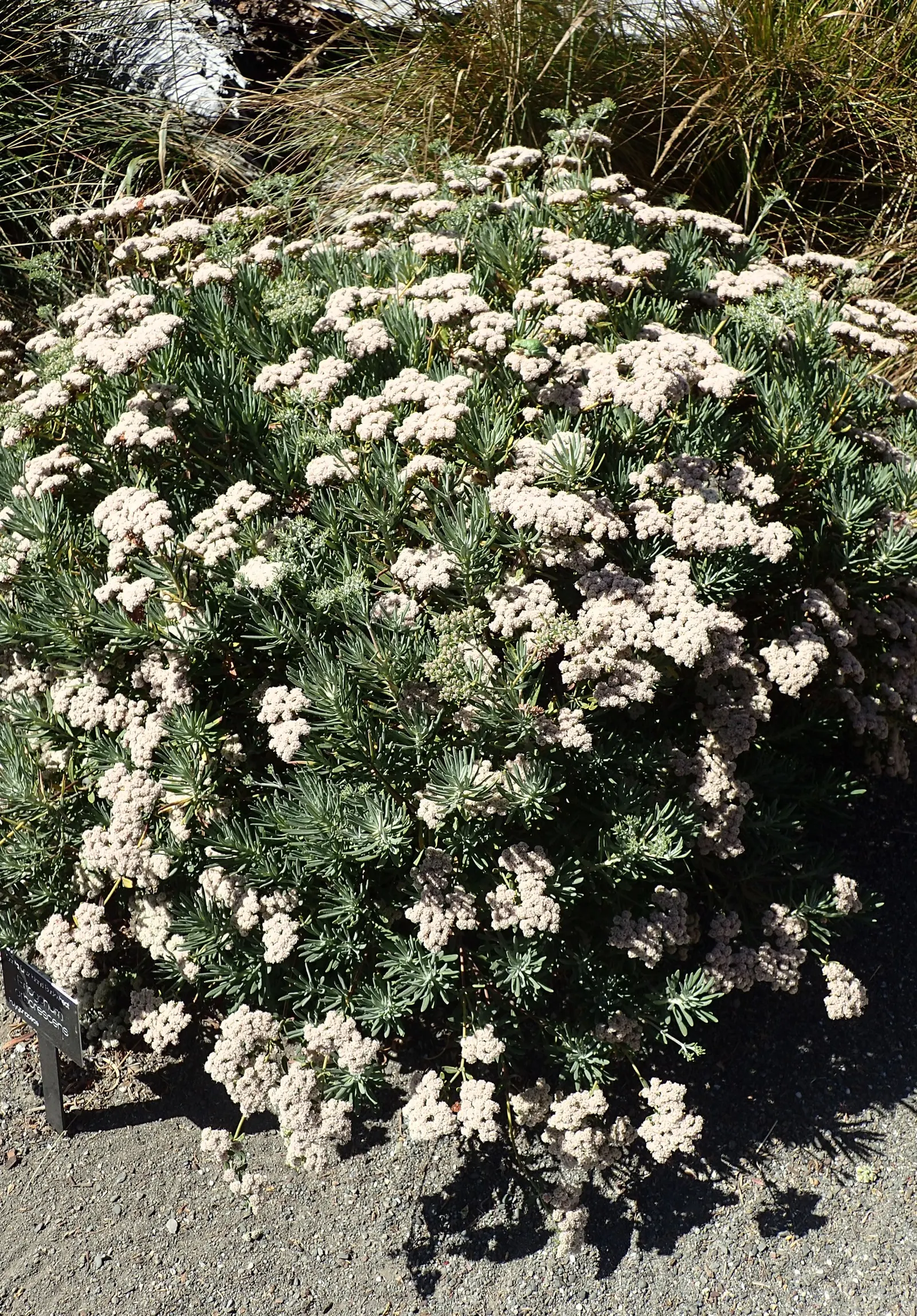 Santa Cruz Island Buckwheat (Eriogonum Arborescens) — This drought-tolerant species attracts pollinators and offers year-round interest