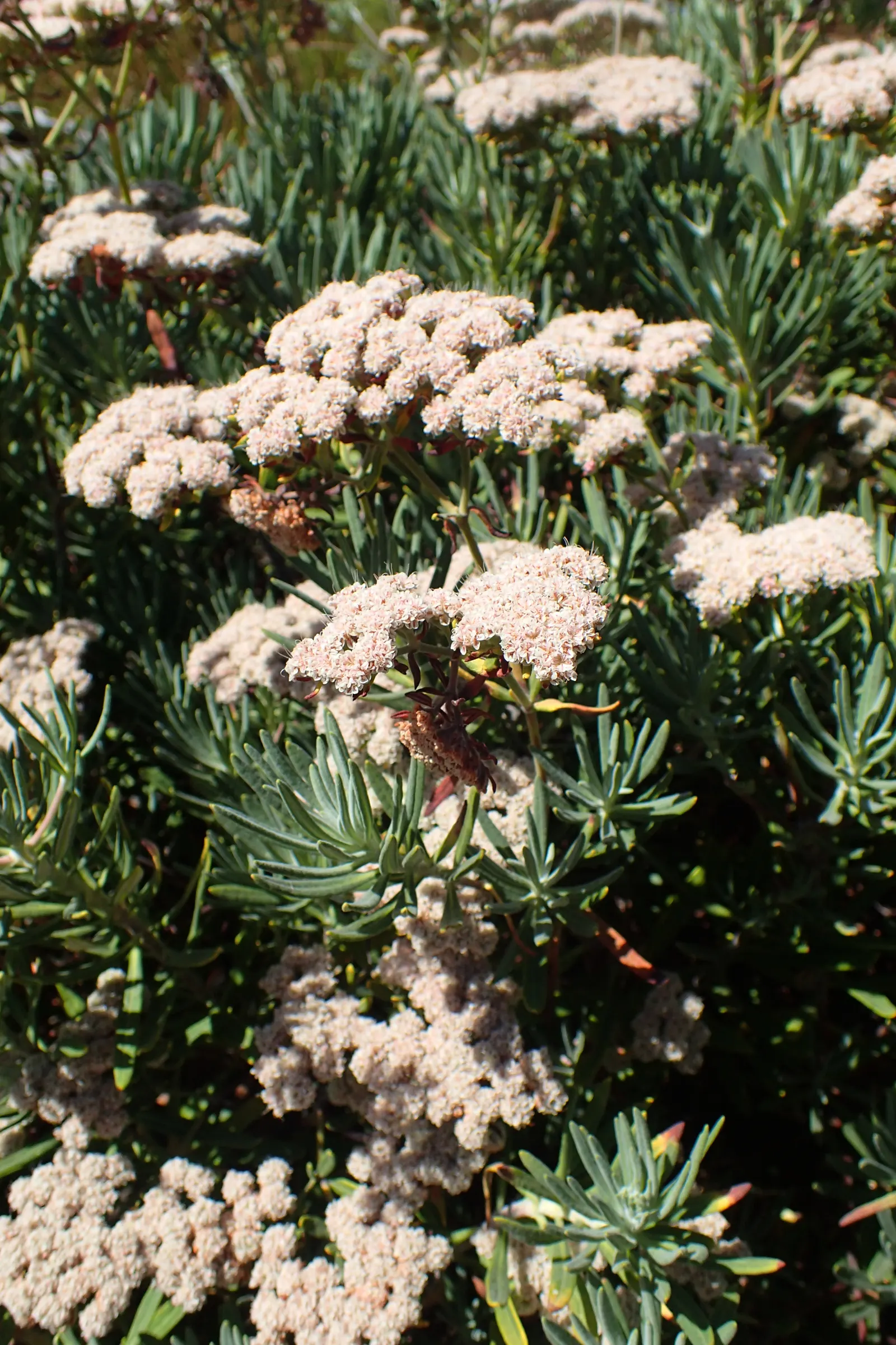 Santa Cruz Island Buckwheat (Eriogonum Arborescens) — requiring minimal maintenance once established
