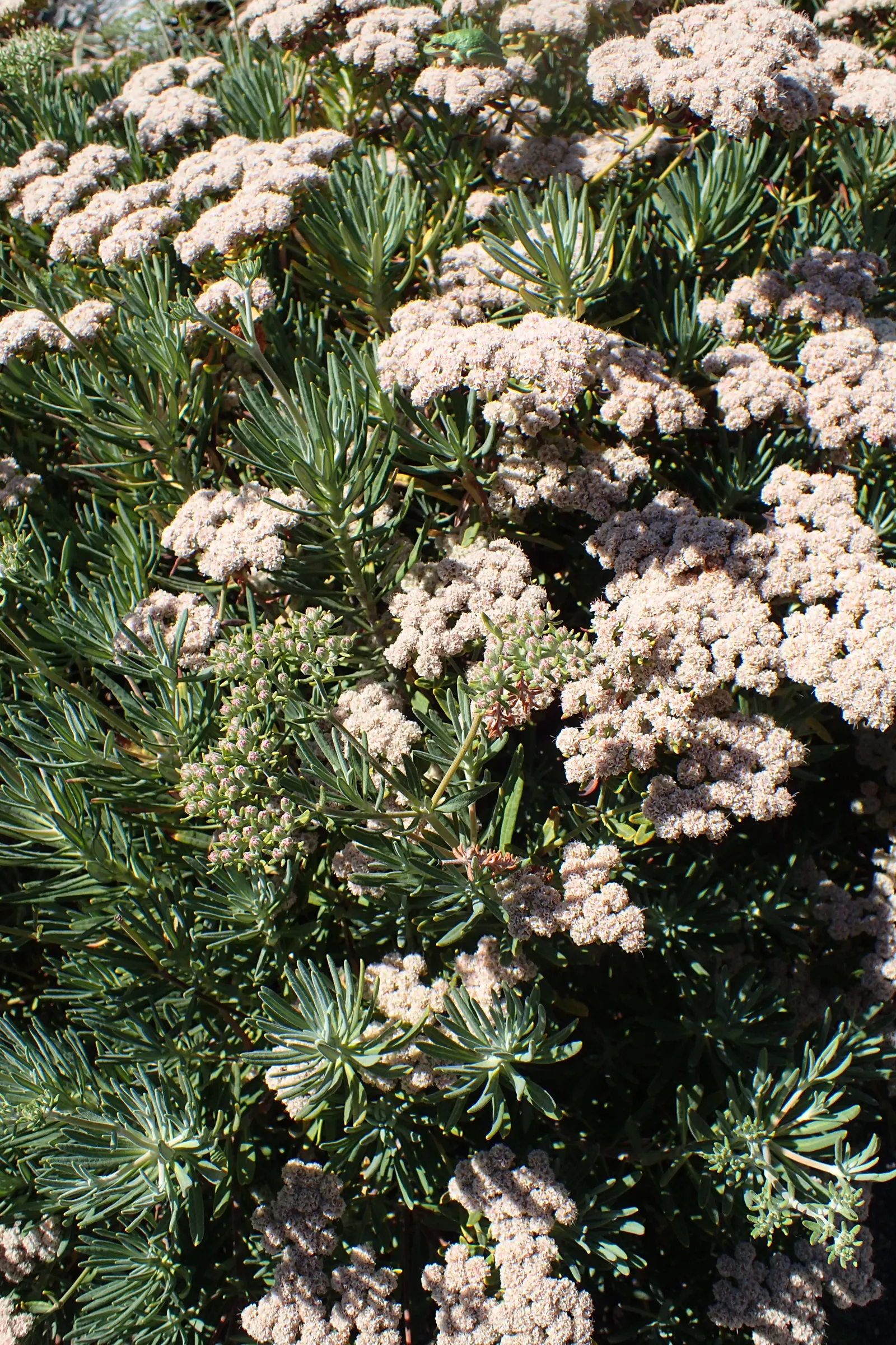 Santa Cruz Island Buckwheat (Eriogonum Arborescens) — particularly those seeking a touch of natural
