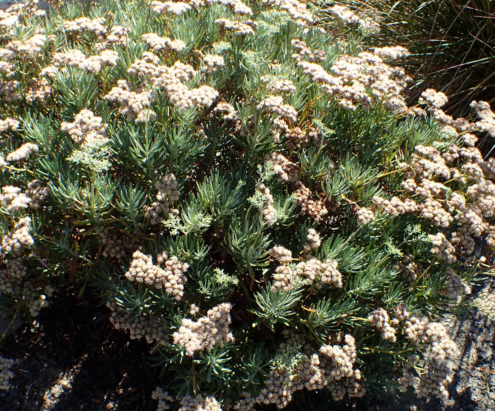 Santa Cruz Island Buckwheat (Eriogonum Arborescens) — which gradually transition to a reddish-brown in fall