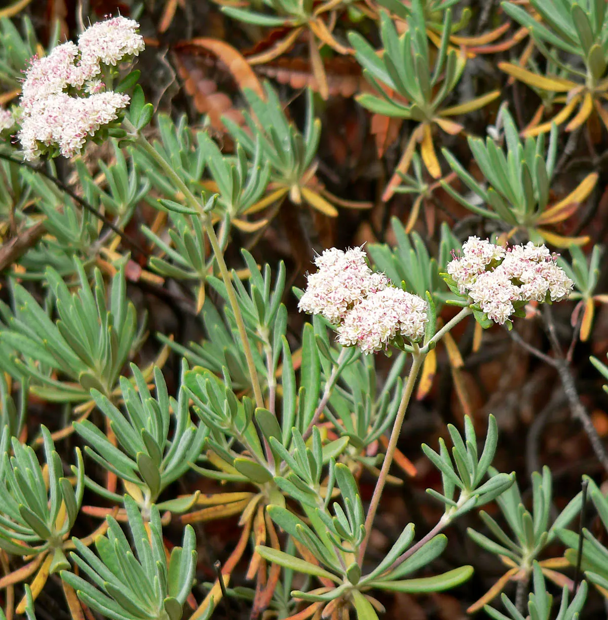 Santa Cruz Island Buckwheat (Eriogonum Arborescens) — Its foliage is a striking silvery-green hue