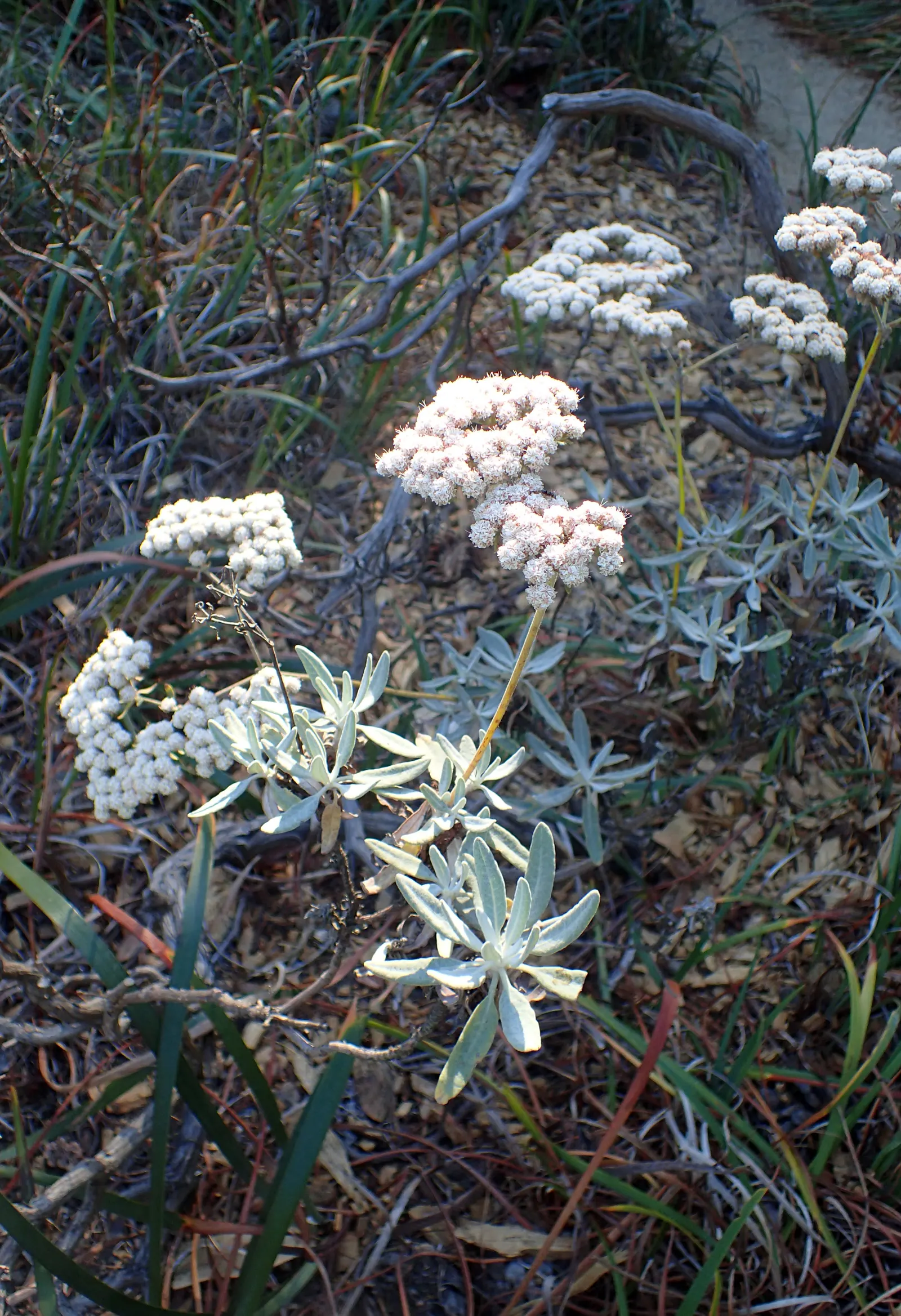 Santa Cruz Island Buckwheat (Eriogonum Arborescens) — and supports local wildlife