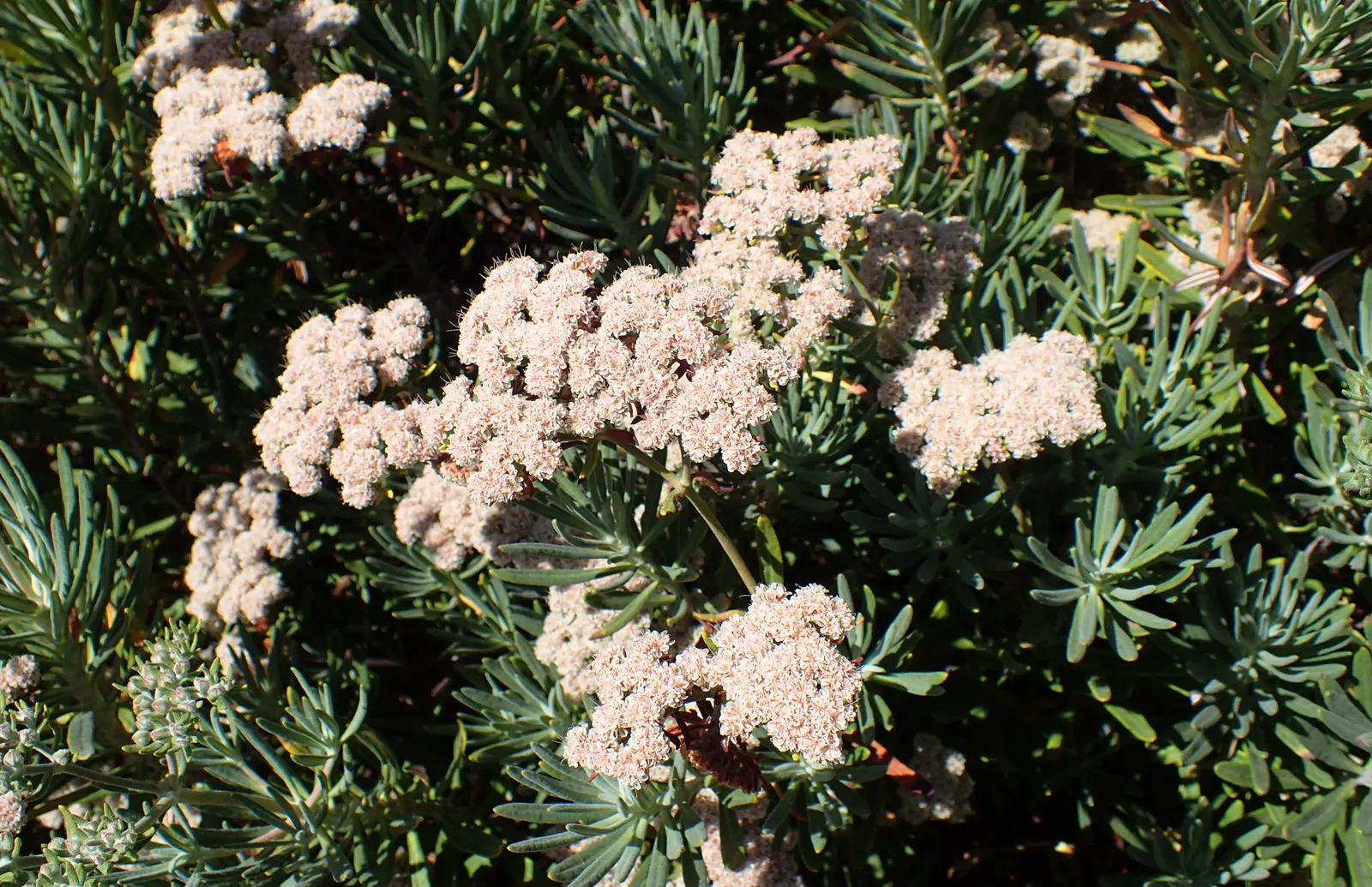 Santa Cruz Island Buckwheat (Eriogonum Arborescens) — is a distinctive and resilient perennial shrub native to the Channel Islands of California
