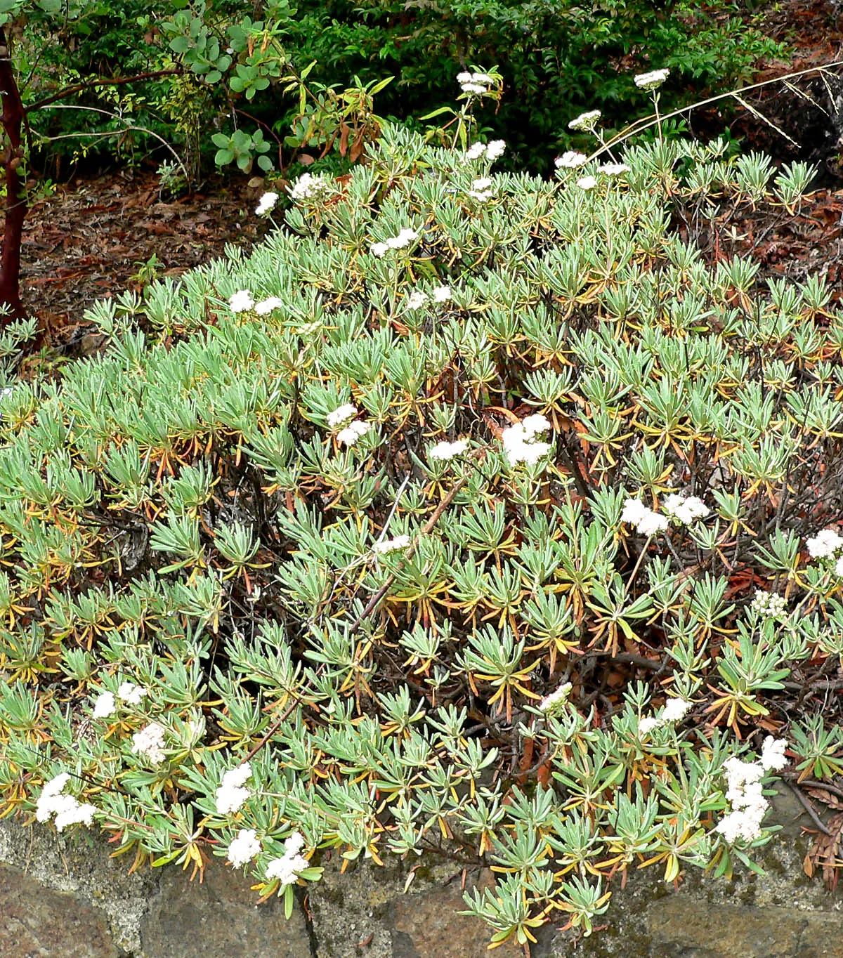Santa Cruz Island Buckwheat (Eriogonum Arborescens) — making it an excellent choice for a variety of landscapes