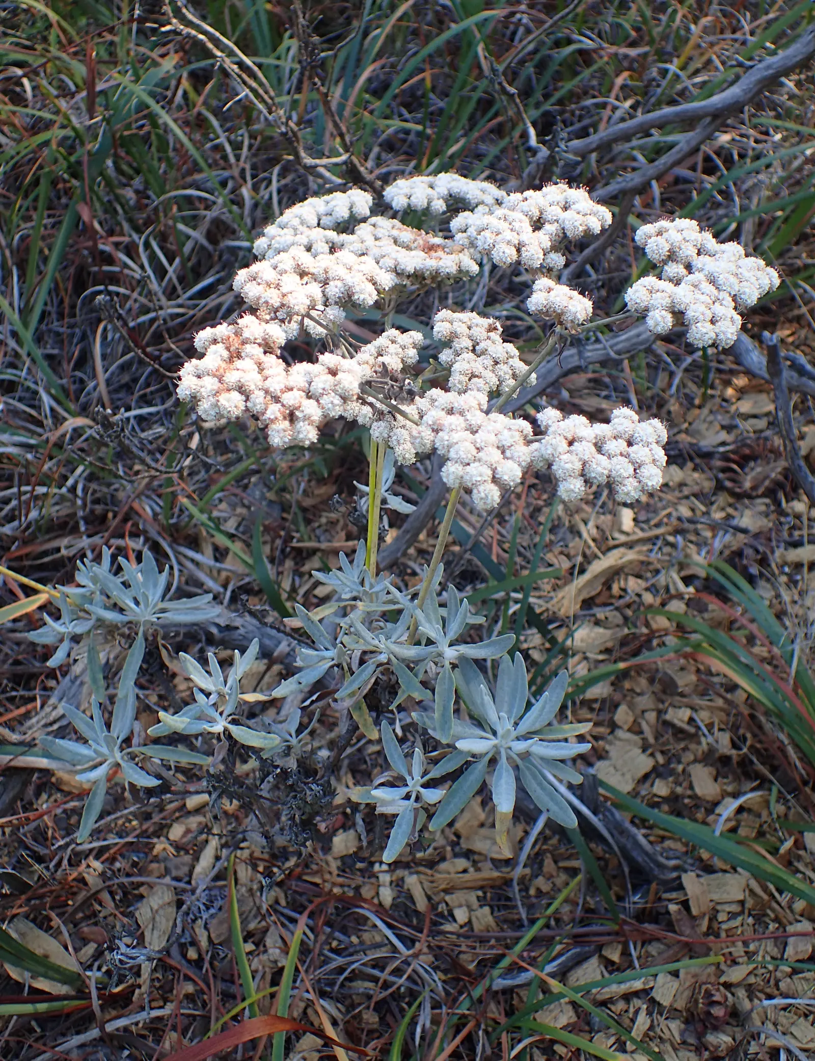 Santa Cruz Island Buckwheat (Eriogonum Arborescens) — Santa Cruz Island Buckwheat (Eriogonum arborescens) is a resilient native shrub, thriving in U.S