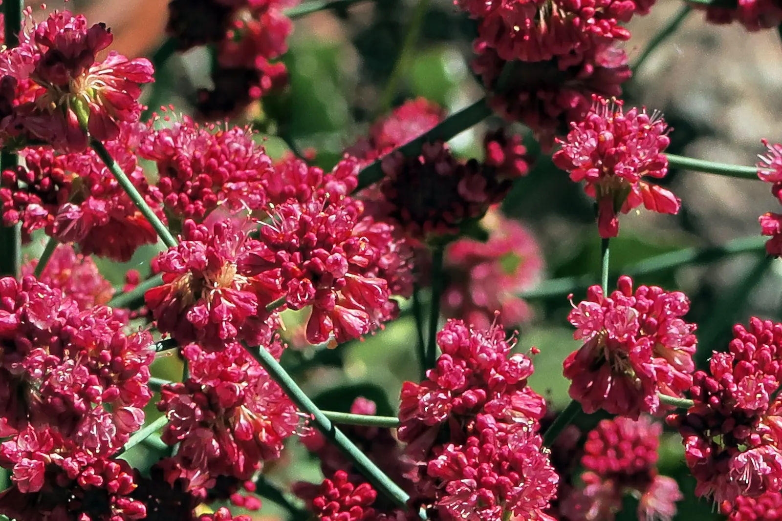 Santa Cruz Island Buckwheat (Eriogonum Arborescens) — shrub for full or half