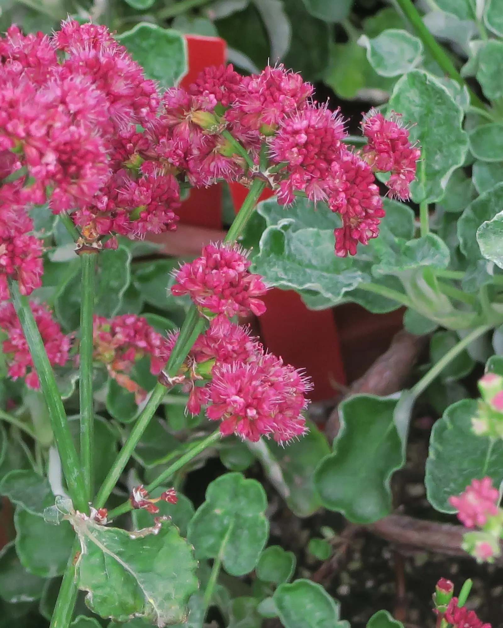Santa Cruz Island Buckwheat (Eriogonum Arborescens) — Santa Cruz Island Buckwheat (Eriogonum arborescens) is a resilient native shrub, thriving in U.S; this