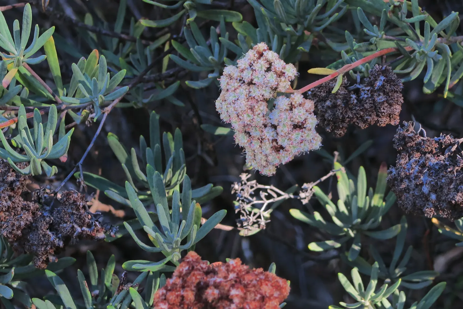 Santa Cruz Island Buckwheat (Eriogonum Arborescens) — including bees and butterflies