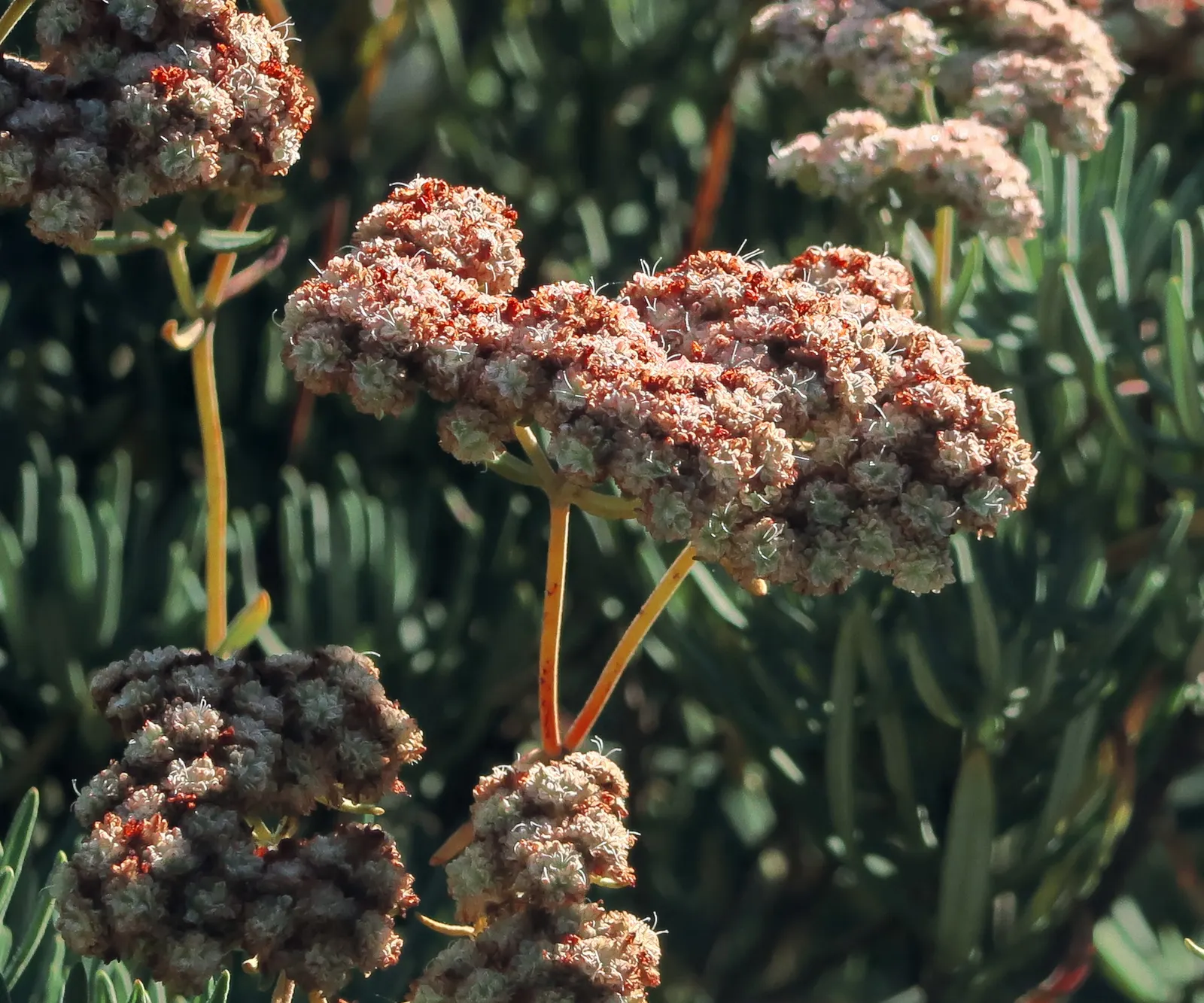 Santa Cruz Island Buckwheat (Eriogonum Arborescens) — it thrives in USDA hardiness zones 7-10