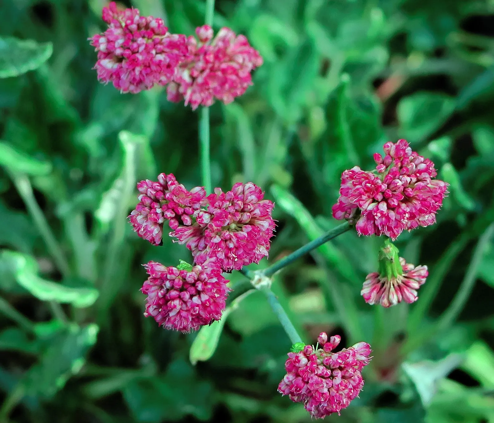 Santa Cruz Island Buckwheat (Eriogonum Arborescens) — enhancing the ecological value of your garden