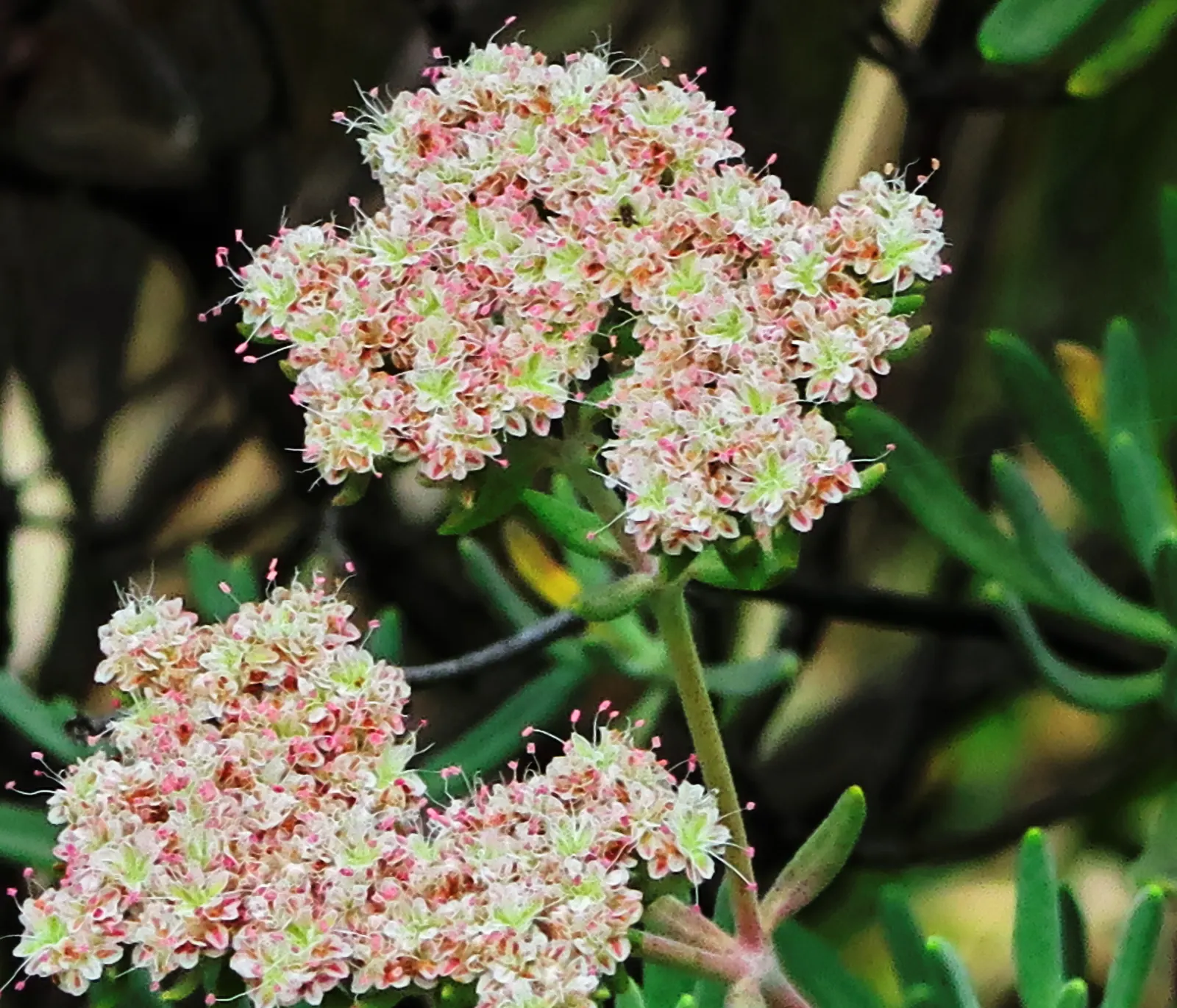 Santa Cruz Island Buckwheat (Eriogonum Arborescens) — It reaches 3-6 ft in height; it thrives in USDA hardiness zones 7-10
