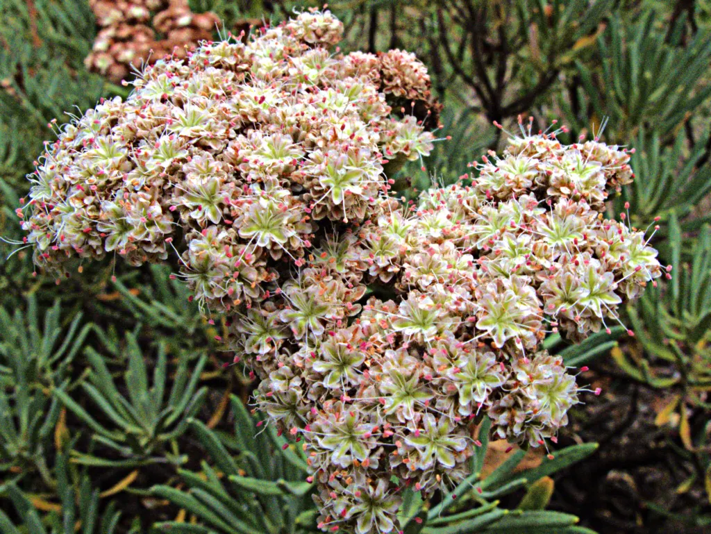 Santa Cruz Island Buckwheat (Eriogonum Arborescens) — shrub with multi-colored and pink and red and white blooms