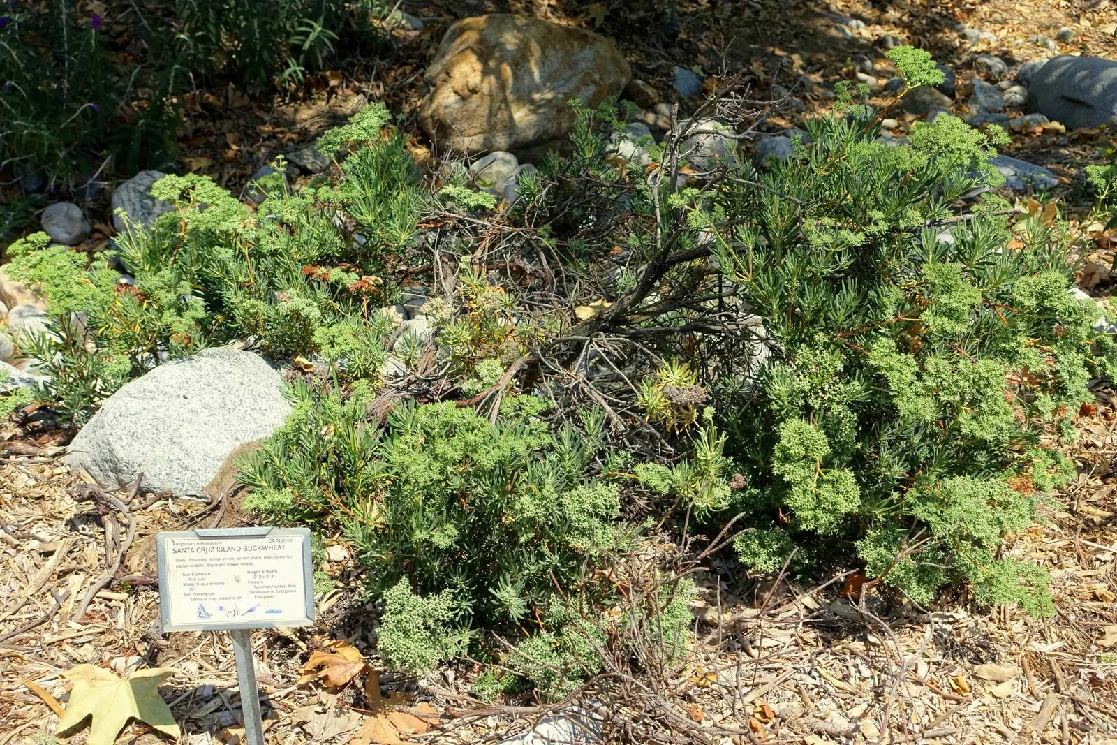 Santa Cruz Island Buckwheat (Eriogonum Arborescens) — spreading up to 5 ft wide with chalky-green foliage and frothy white to pink flower clusters in summer