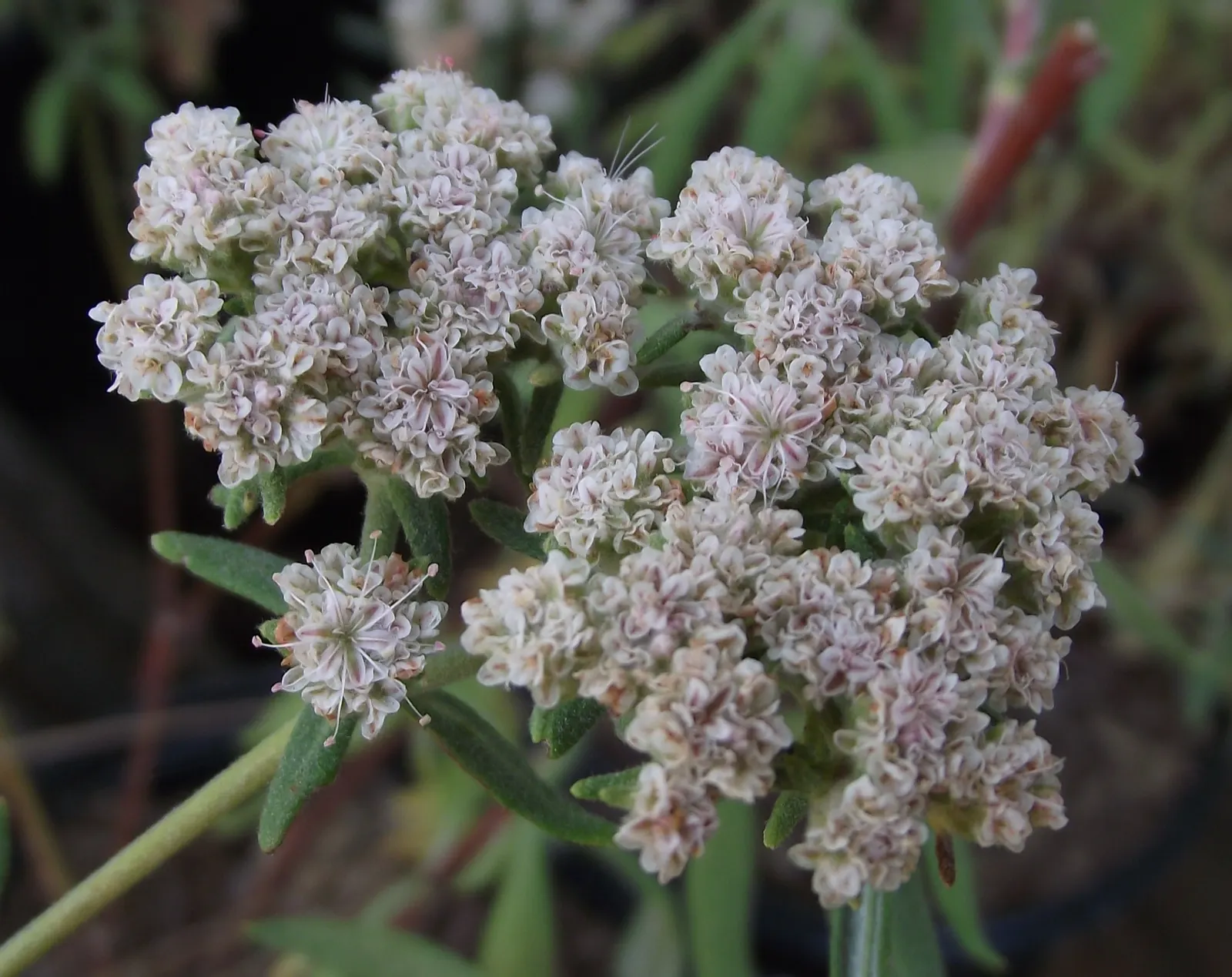 Santa Cruz Island Buckwheat (Eriogonum Arborescens) — It reaches 3-6 ft in height