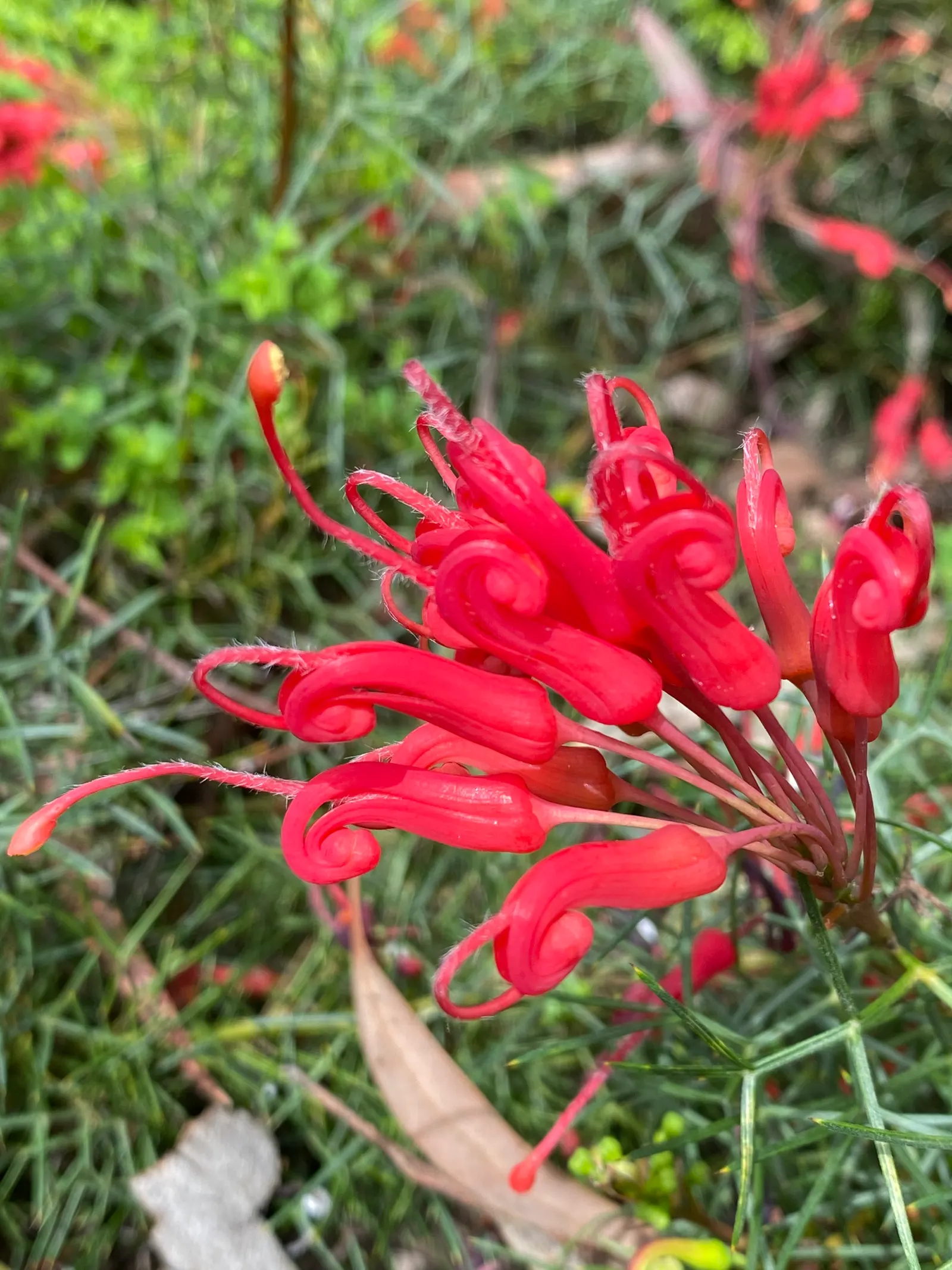 Wilson's Grevillea (Grevillea Wilsonii) — It boasts fine, needle-like foliage and blooms mainly in winter and spring