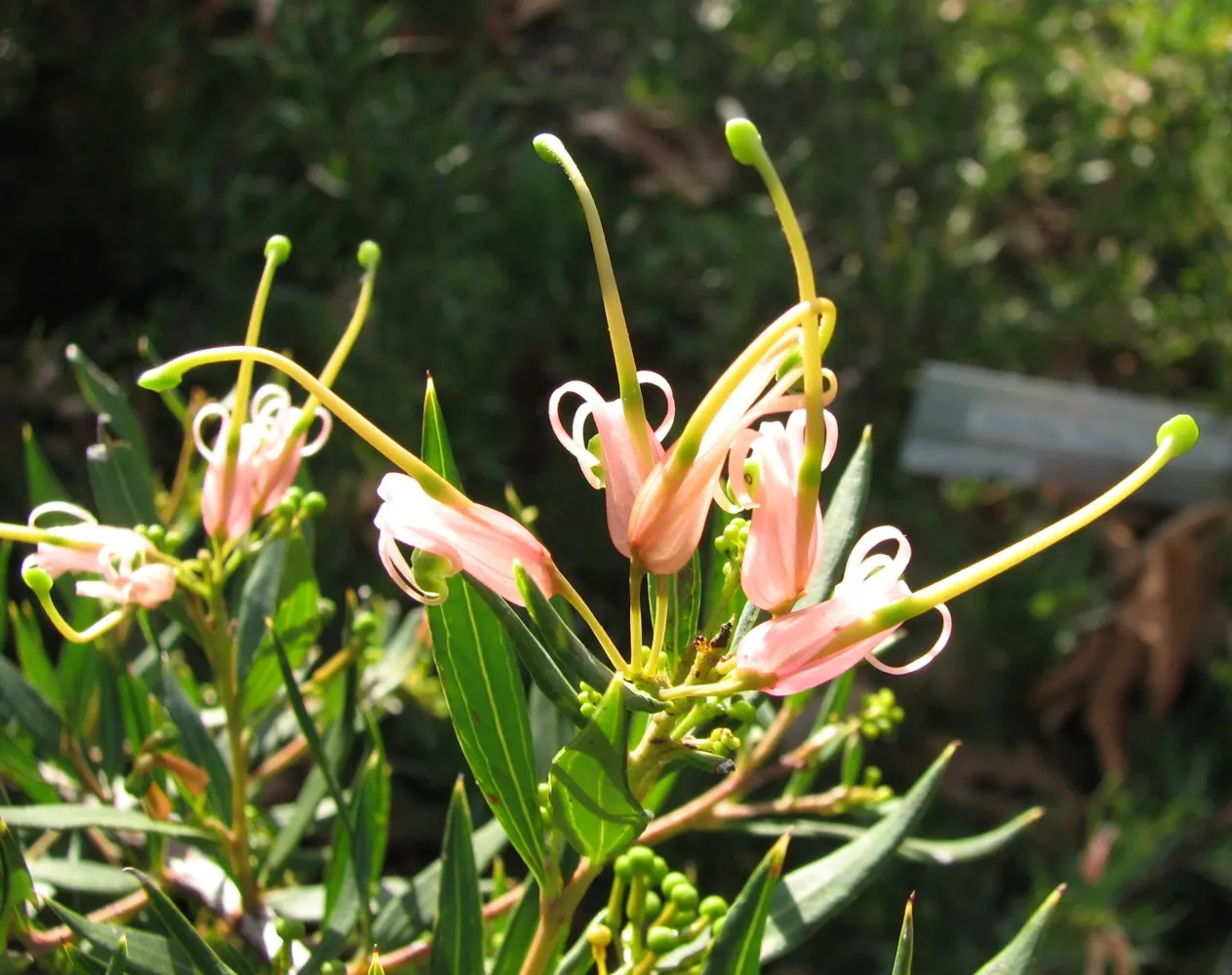 Wilson's Grevillea (Grevillea Wilsonii) — serving as a soft backdrop for the vibrant flora.<br><br>Spring through early summer