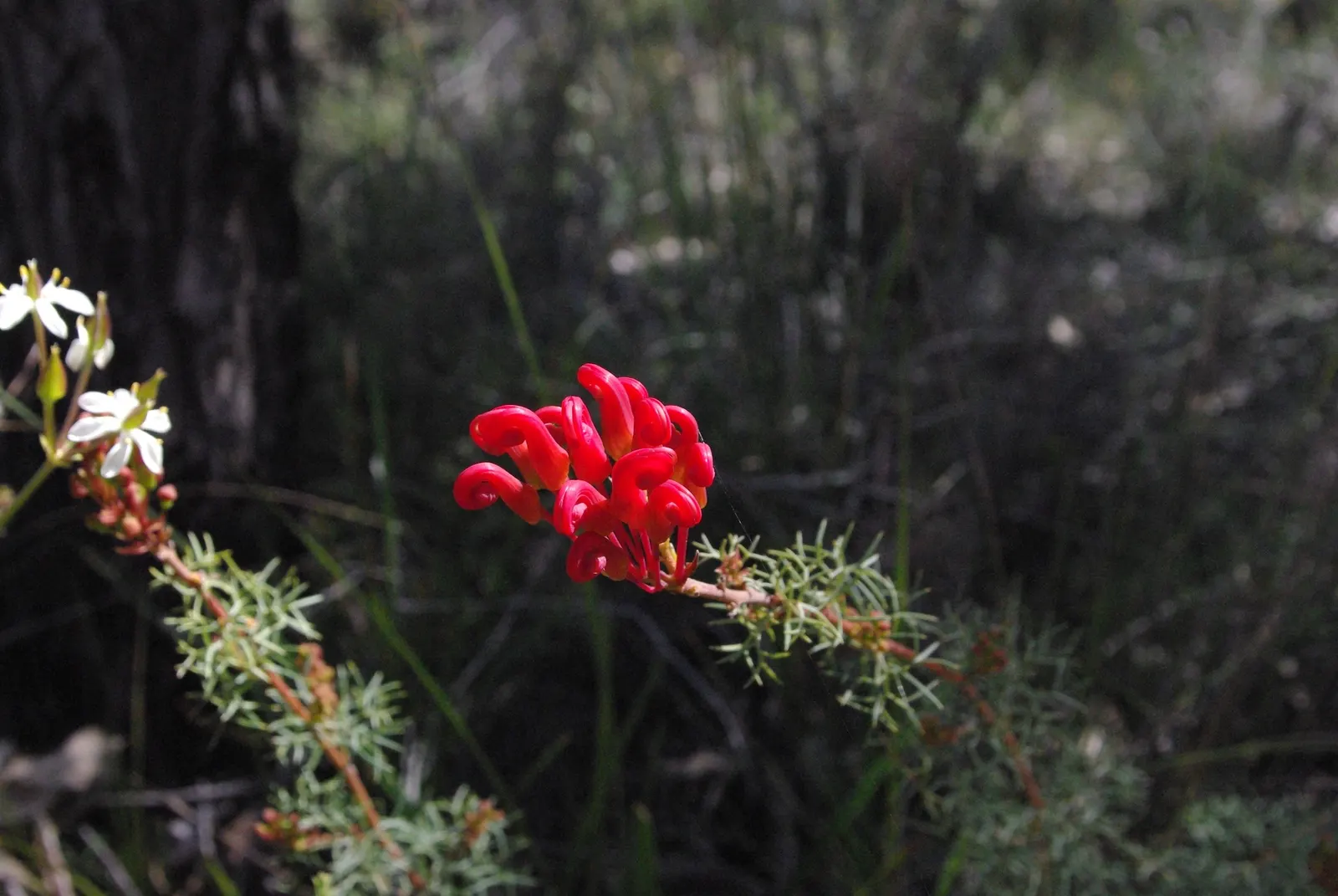 Wilson's Grevillea (Grevillea Wilsonii) — red to pink spider-like flowers