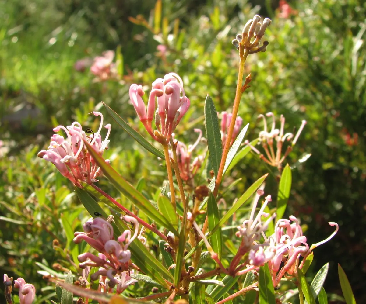 Wilson's Grevillea (Grevillea Wilsonii) — admired for its intricate