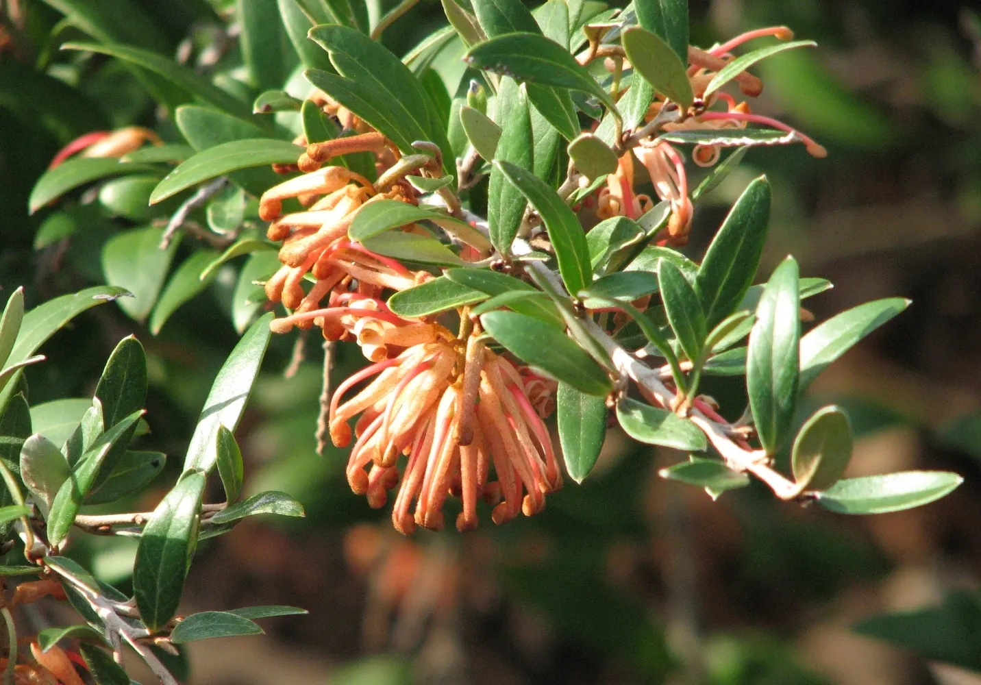 Wilson's Grevillea (Grevillea Wilsonii) — scientifically named Grevillea wilsonii