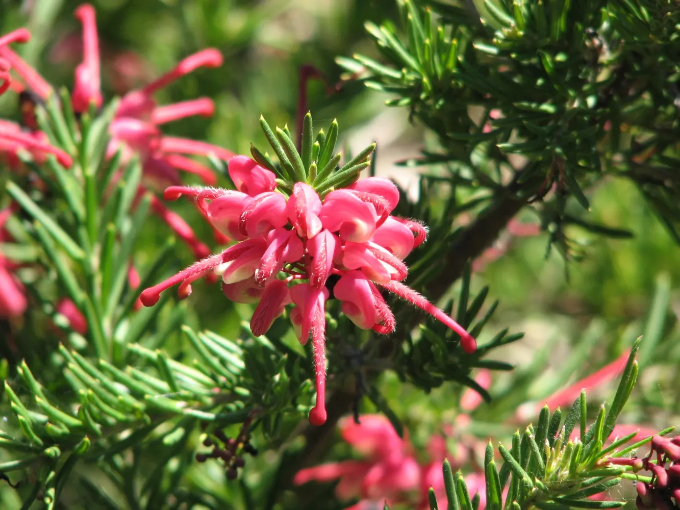 Wilson's Grevillea (Grevillea Wilsonii) — Wilson's Grevillea (Grevillea wilsonii) is an Australian native