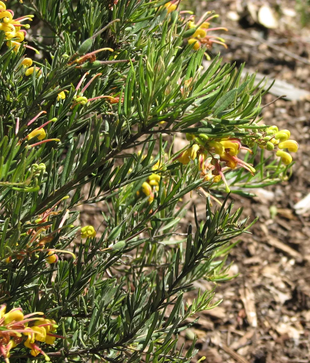Wilson's Grevillea (Grevillea Wilsonii) — This evergreen shrub thrives in full sun, reaching up to 6 ft in height and spread