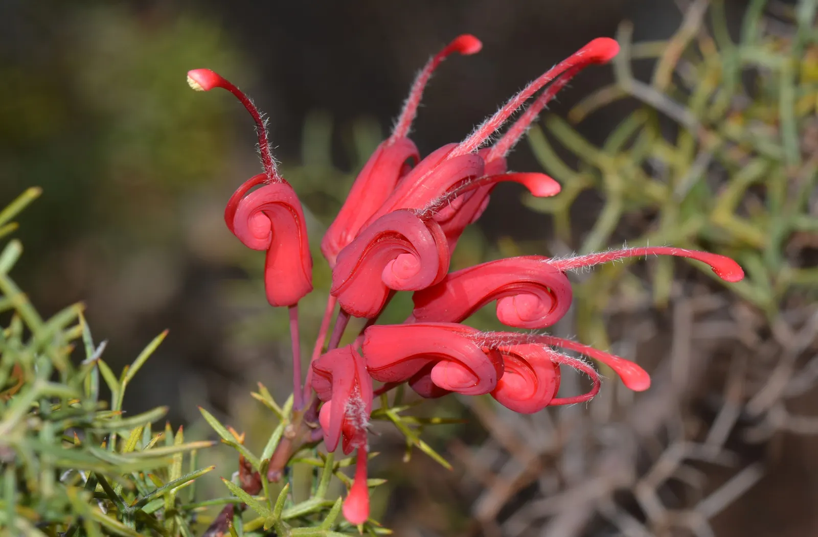 Wilson's Grevillea (Grevillea Wilsonii) — Its foliage stands out with a unique serrated appearance