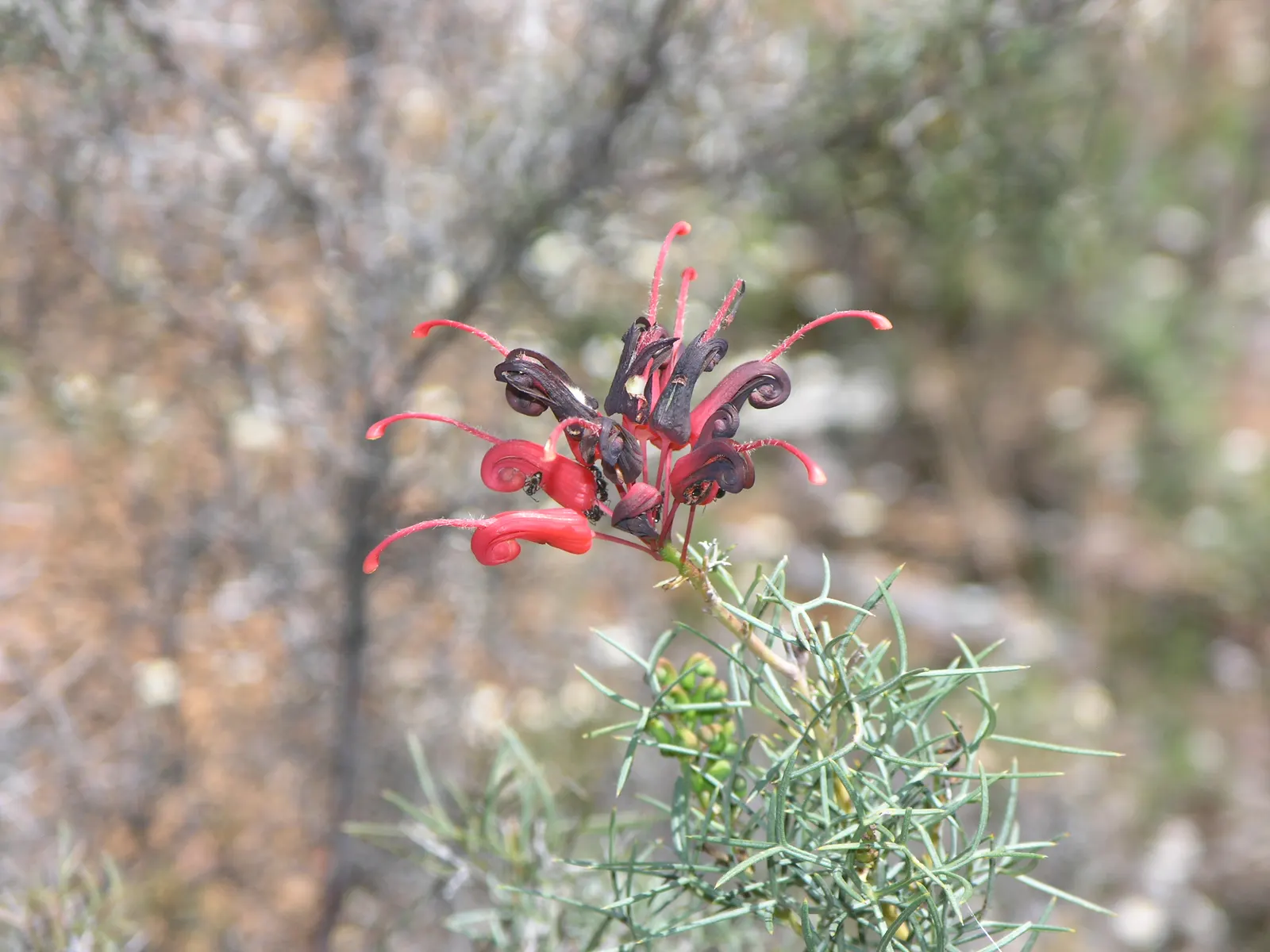Wilson's Grevillea (Grevillea Wilsonii) — Prefers well-drained soils with occasional deep watering