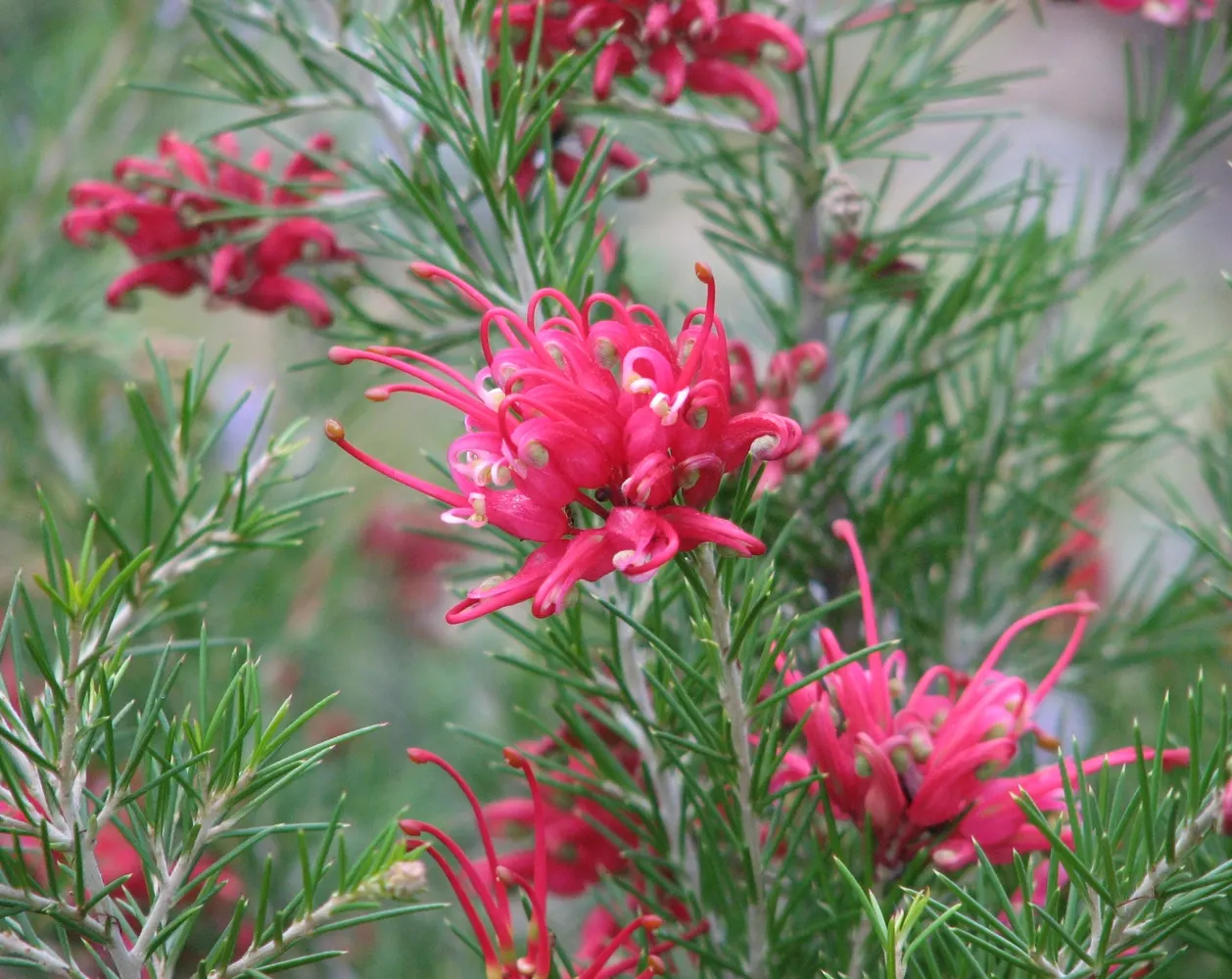 Wilson's Grevillea (Grevillea Wilsonii) — Drought-resistant, it's ideal for xeriscaping