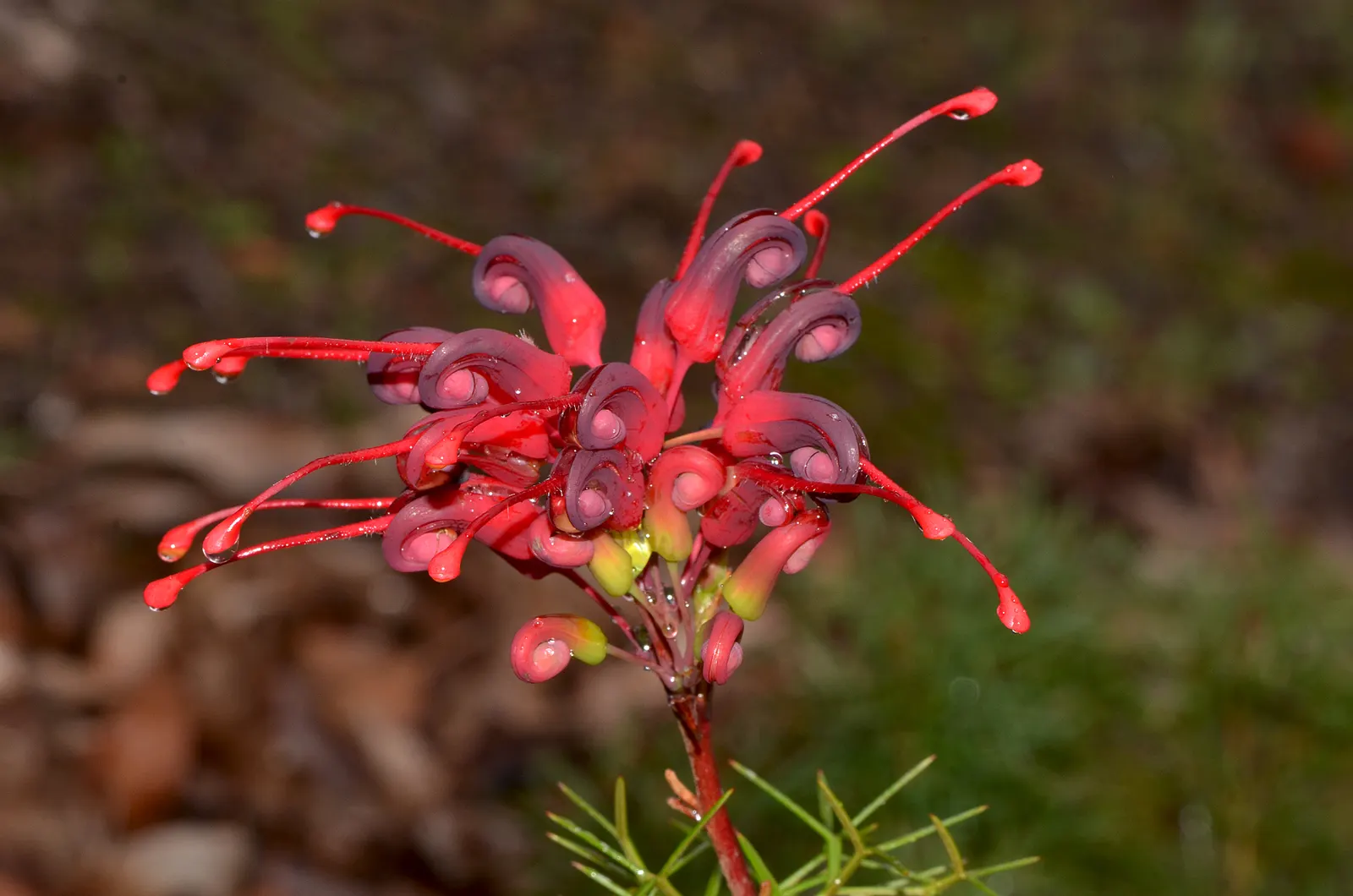 Wilson's Grevillea (Grevillea Wilsonii) — and its leaves display a subdued shade of green