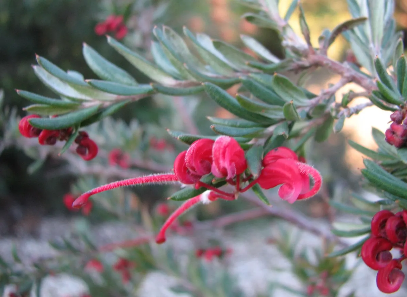 Wilson's Grevillea (Grevillea Wilsonii) — It reaches a mature height of 3 to 5 feet with a spread equally as wide