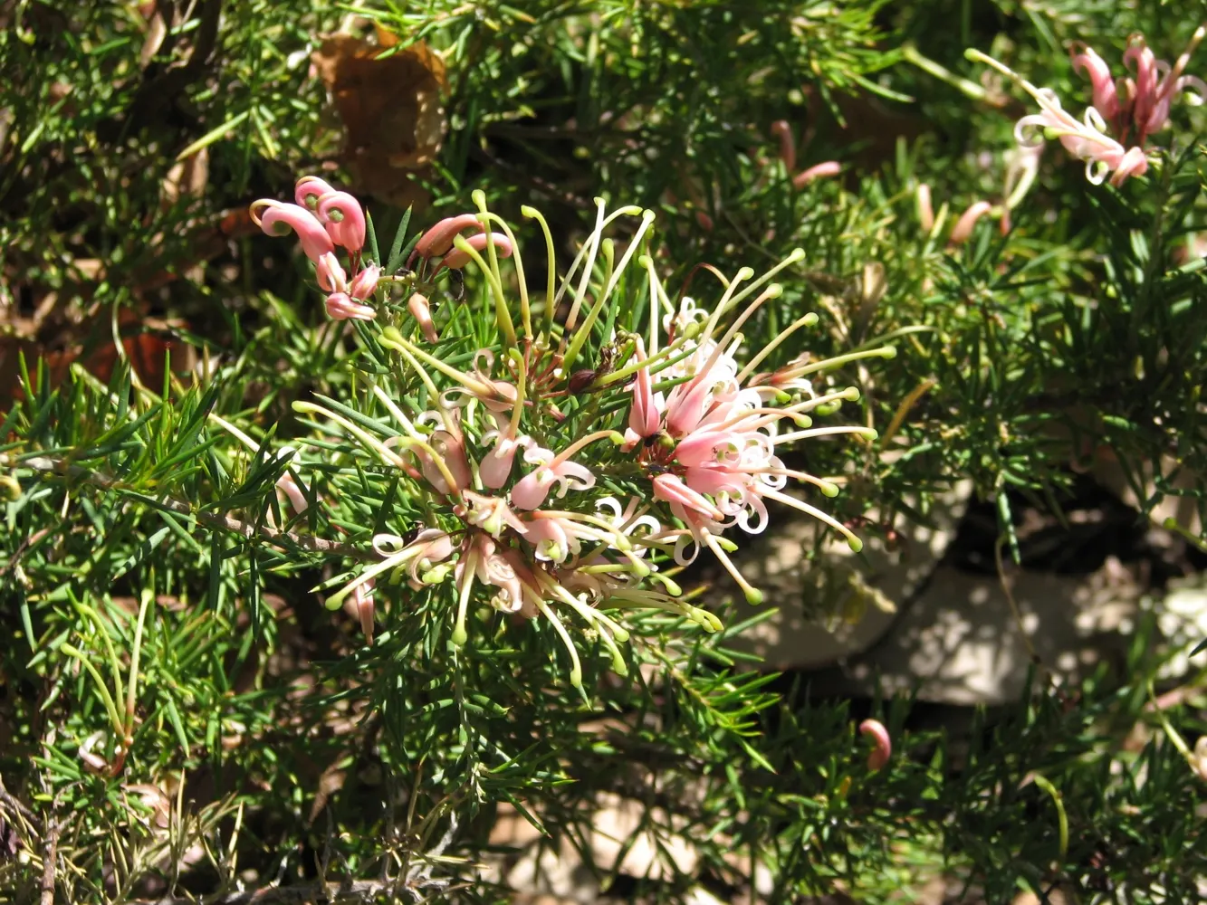Wilson's Grevillea (Grevillea Wilsonii) — Attracts hummingbirds and bees