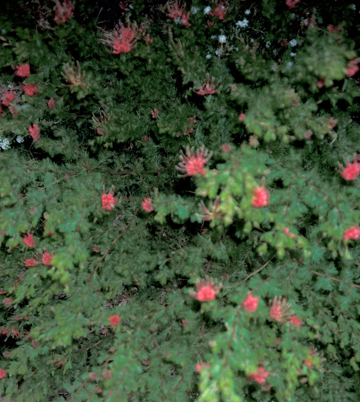 Wilson's Grevillea (Grevillea Wilsonii) — providing a delicate fern-like texture to the landscape canvas