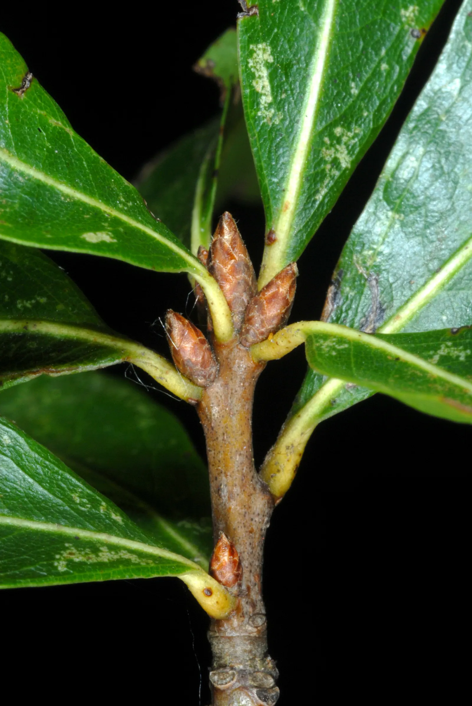Willow Oak (Quercus Phellos) — the Willow Oak supports local wildlife; tree for full