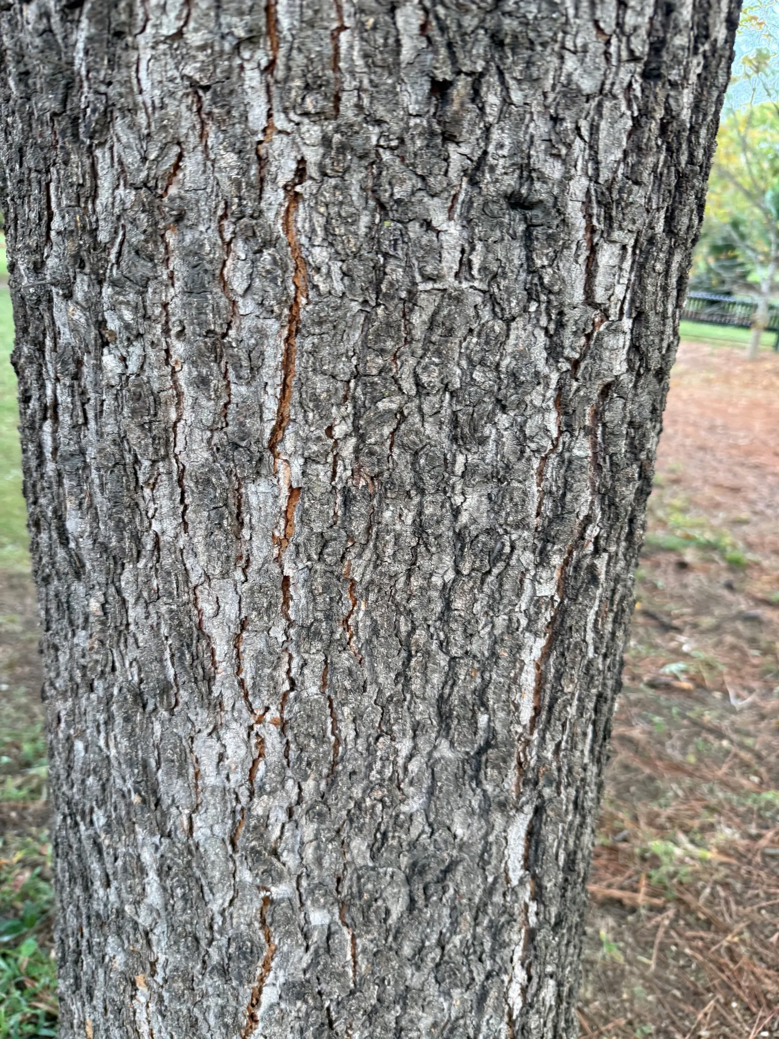 Willow Oak (Quercus Phellos) — and supports diverse wildlife with its acorns