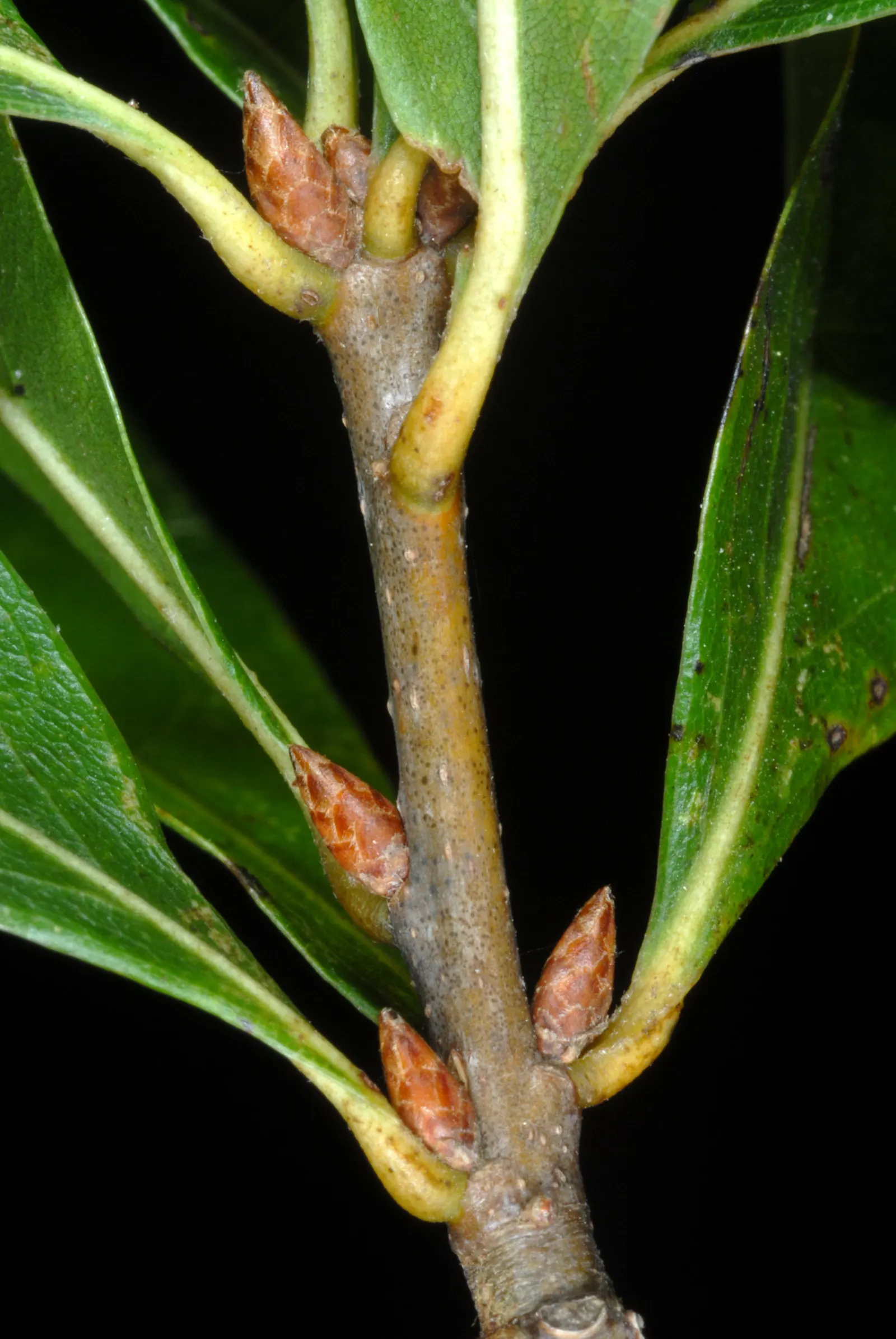 Willow Oak (Quercus Phellos) — Adaptable and robust, this oak prefers full sun and moist, well-drained soils; tree with green and yellow blooms