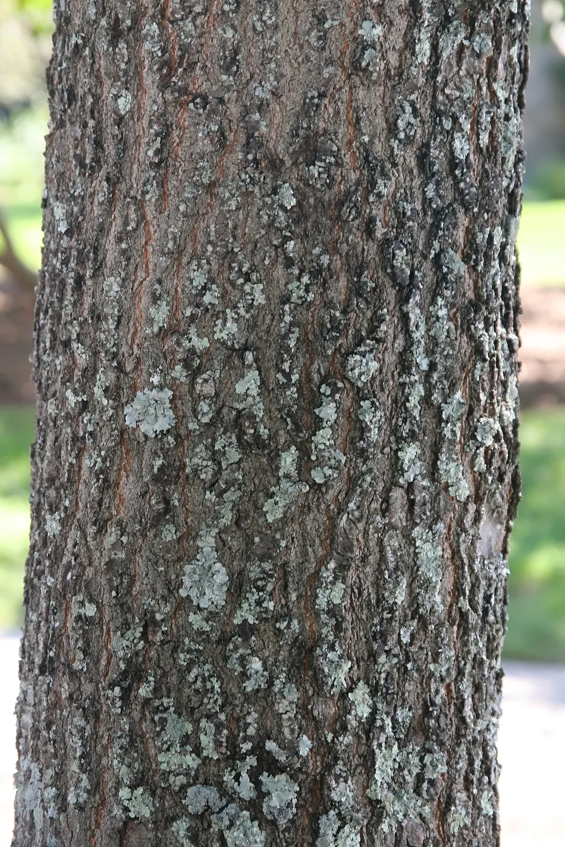 Willow Oak (Quercus Phellos) — Adaptable and robust, this oak prefers full sun and moist, well-drained soils; tree with green and yellow blooms, image 56