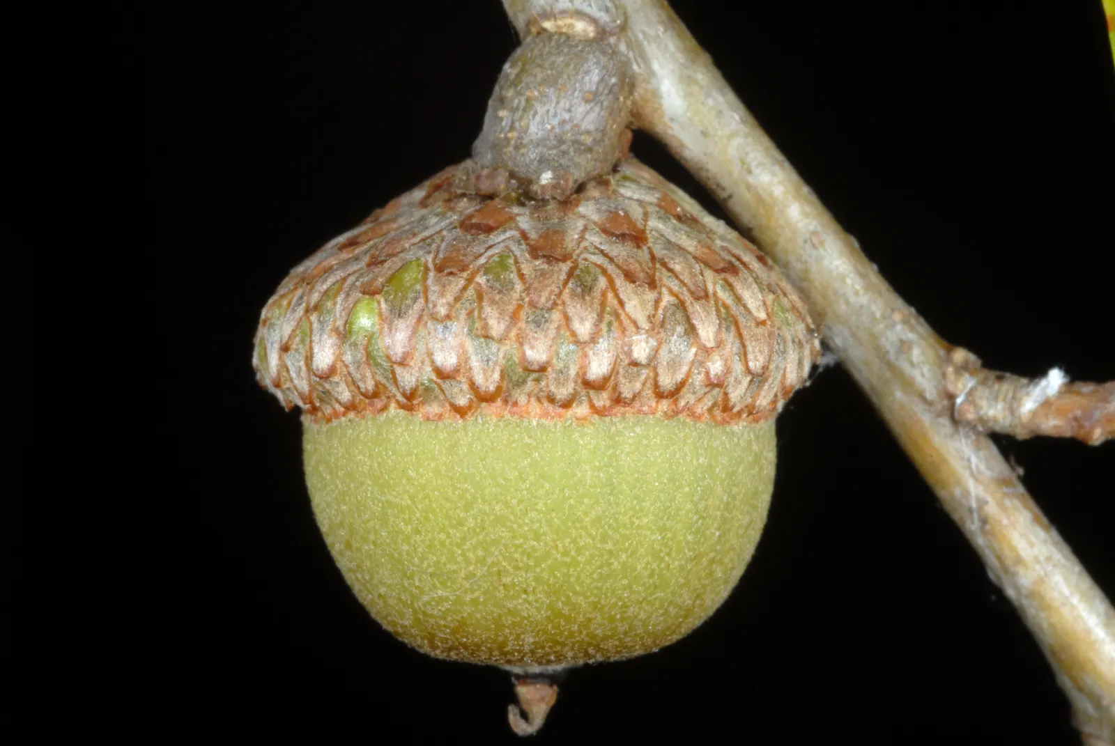 Willow Oak (Quercus Phellos) — scientifically named Quercus phellos