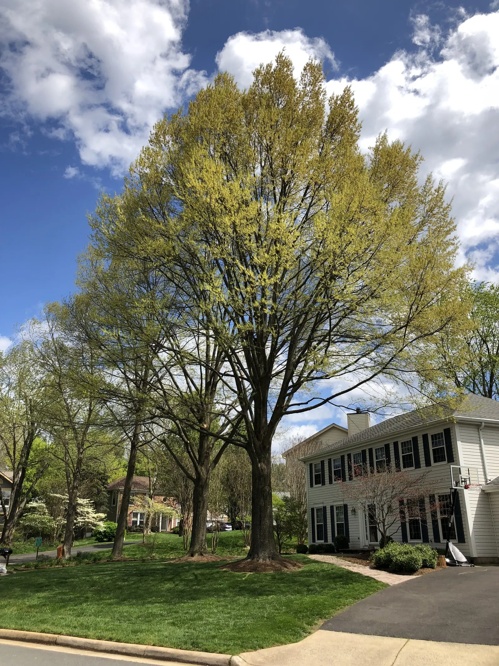Willow Oak (Quercus Phellos) — offering acorns as a food source for birds and mammals
