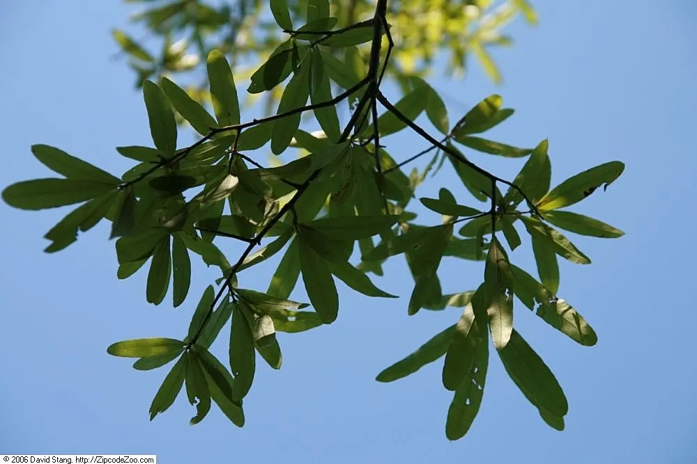 Willow Oak (Quercus Phellos) — including both wet and dry sites when established