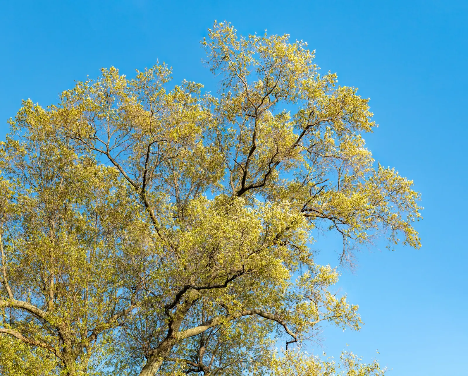 Willow Oak (Quercus Phellos) — with minimal maintenance required once matured.<br><br>In addition to its aesthetic appeal; the Willow Oak supports local