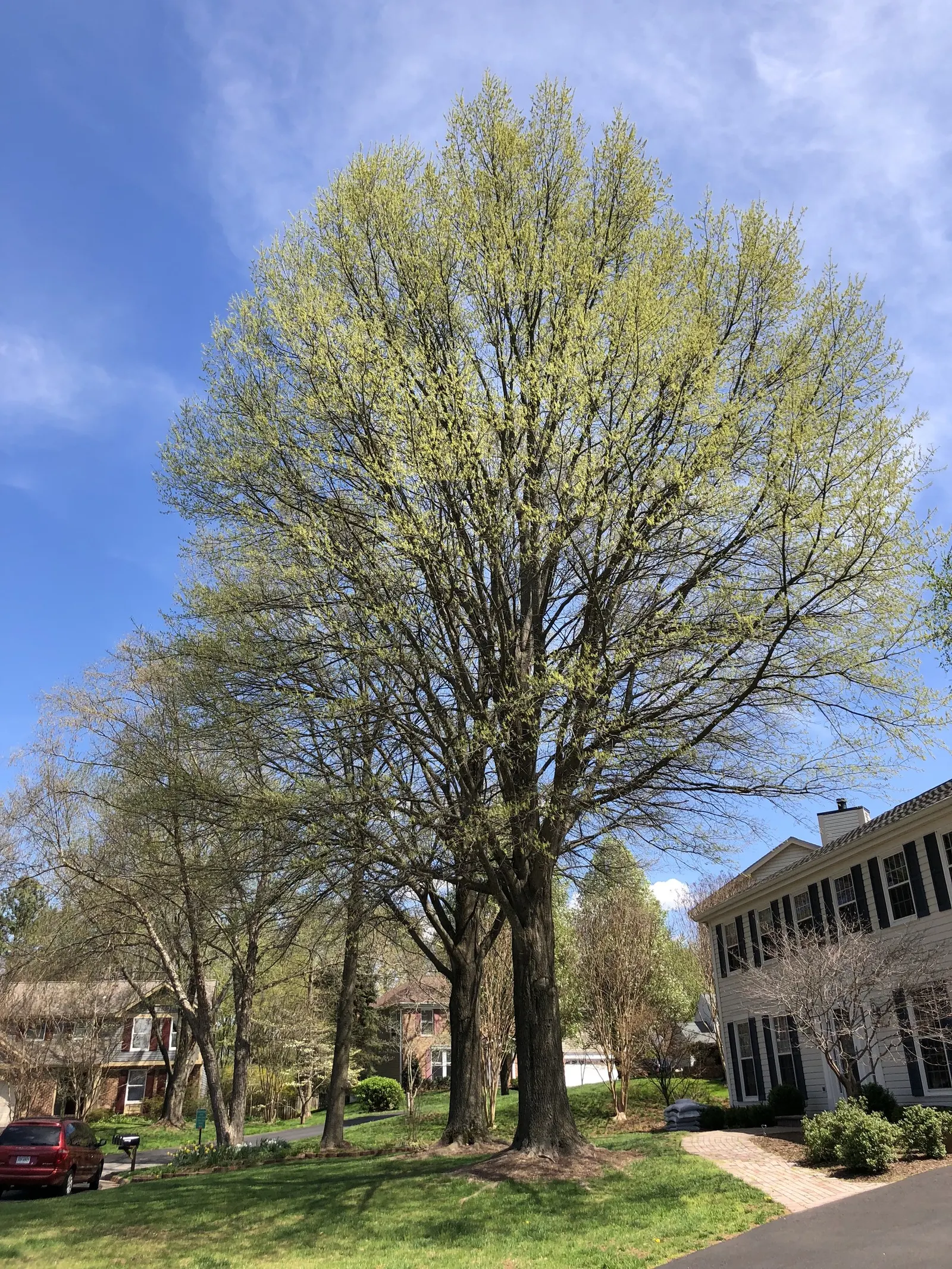 Willow Oak (Quercus Phellos) — and four-season interest to the setting