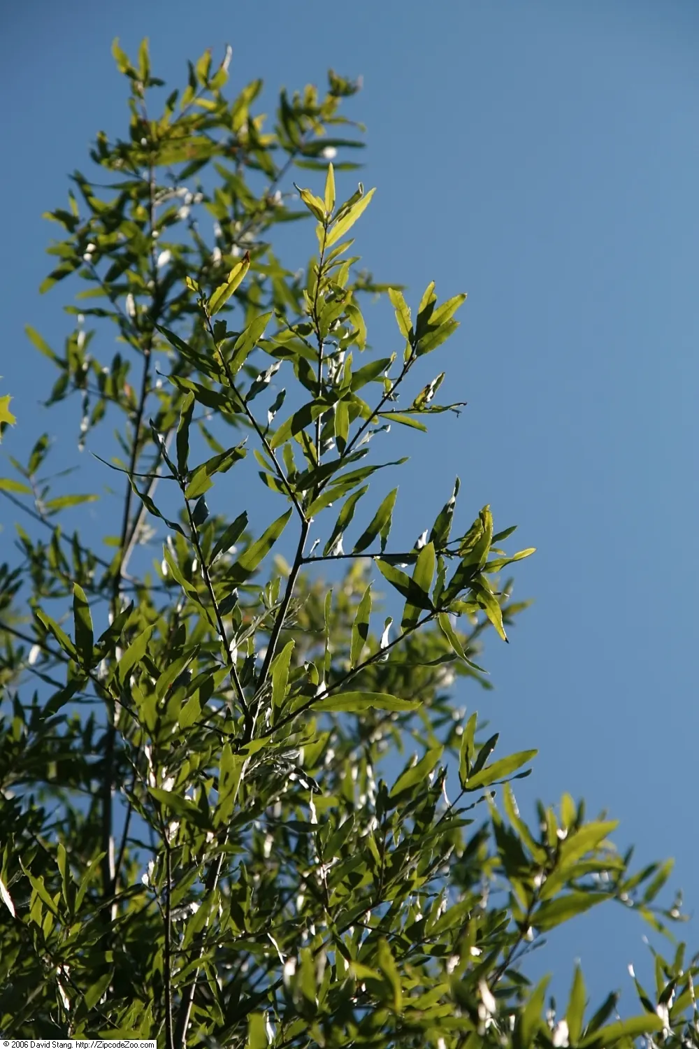 Willow Oak (Quercus Phellos) — This species thrives in USDA Hardiness Zones 5 through 9; is a stately deciduous tree renowned for its lush foliage and